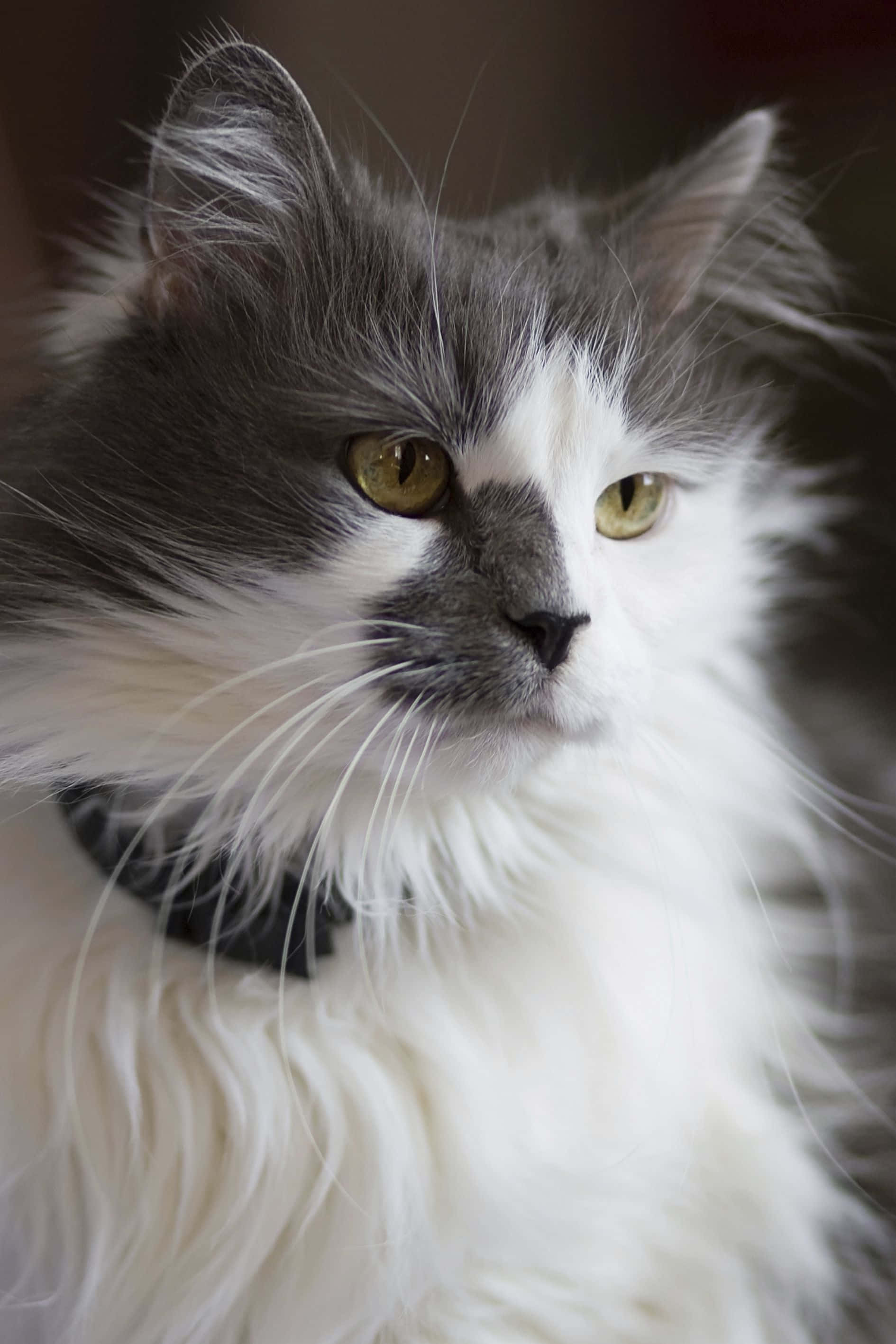 Gato Angora Turco Relajándose en un Sofá Fondos de pantalla