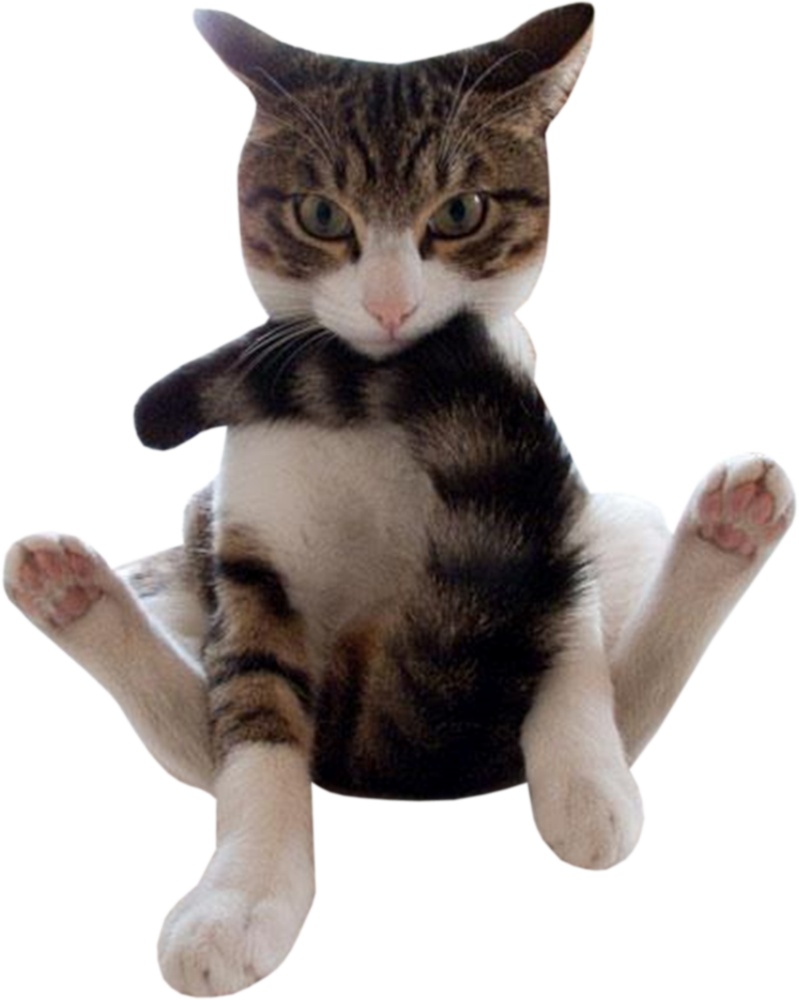 Gato atigrado en pose divertida sentado Fondos de pantalla