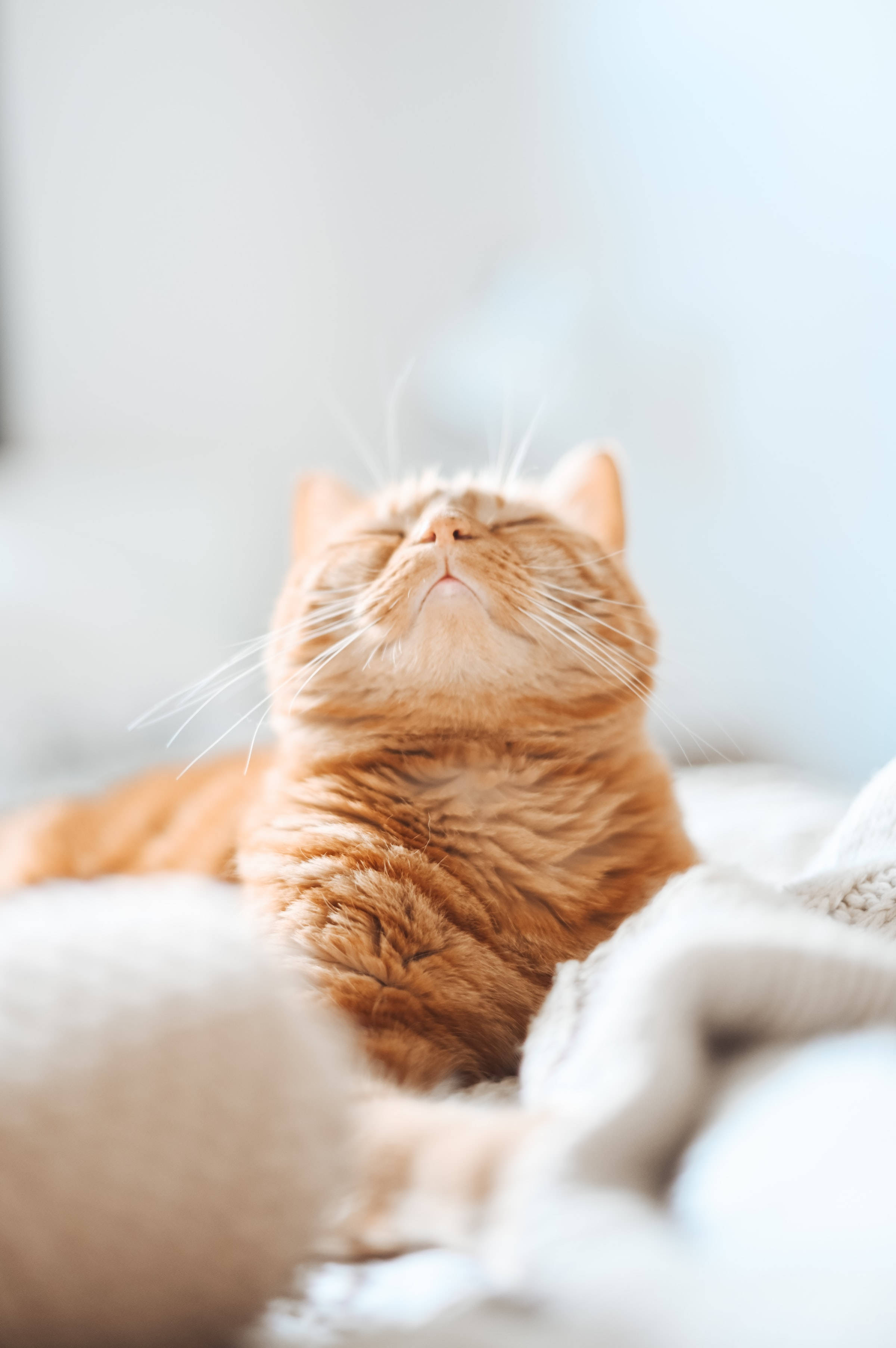 Gato Atigrado Naranja Estético para Foto de Perfil Fondos de pantalla