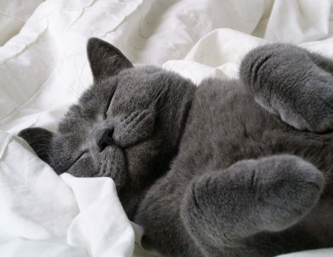 Gato Azul Ruso Durmiendo Foto Gris Fondos de pantalla