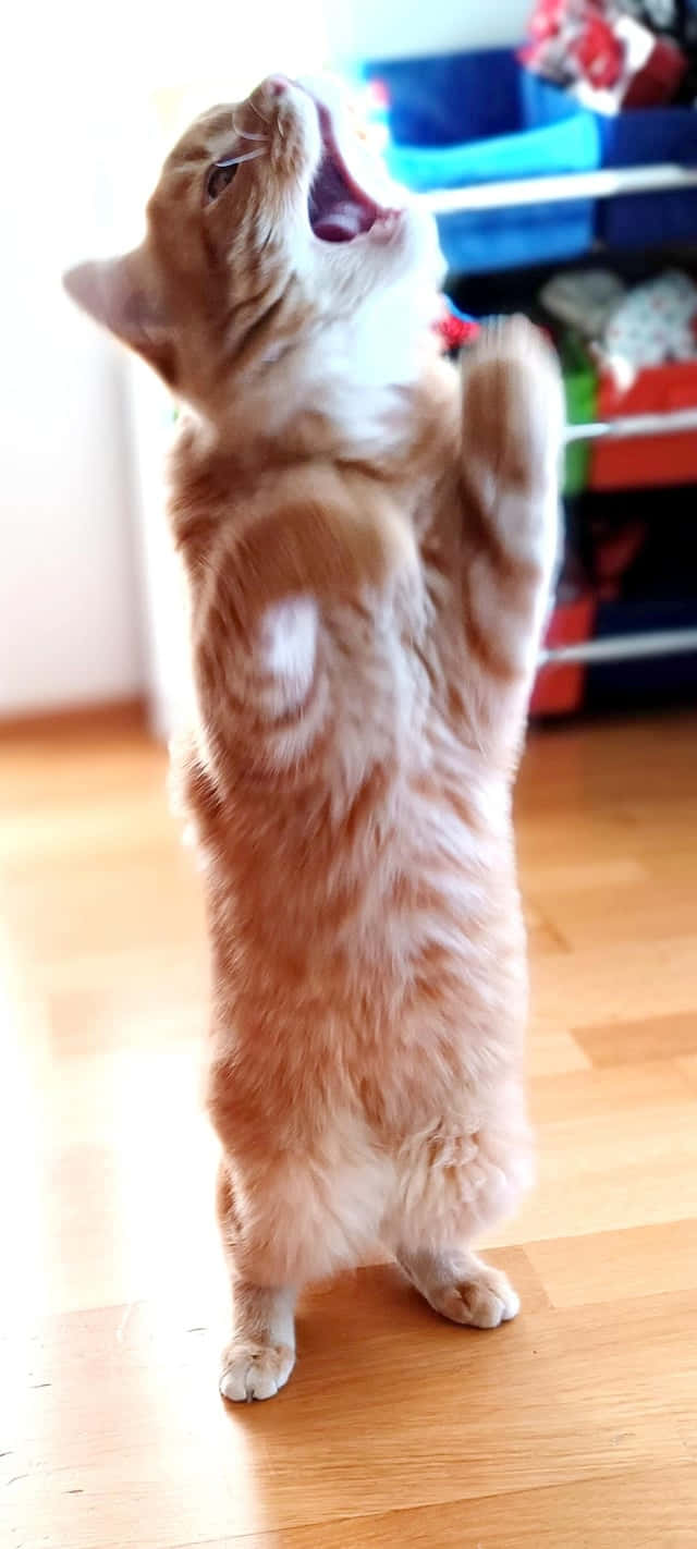 Gato bailando erguido.JPG Fondos de pantalla