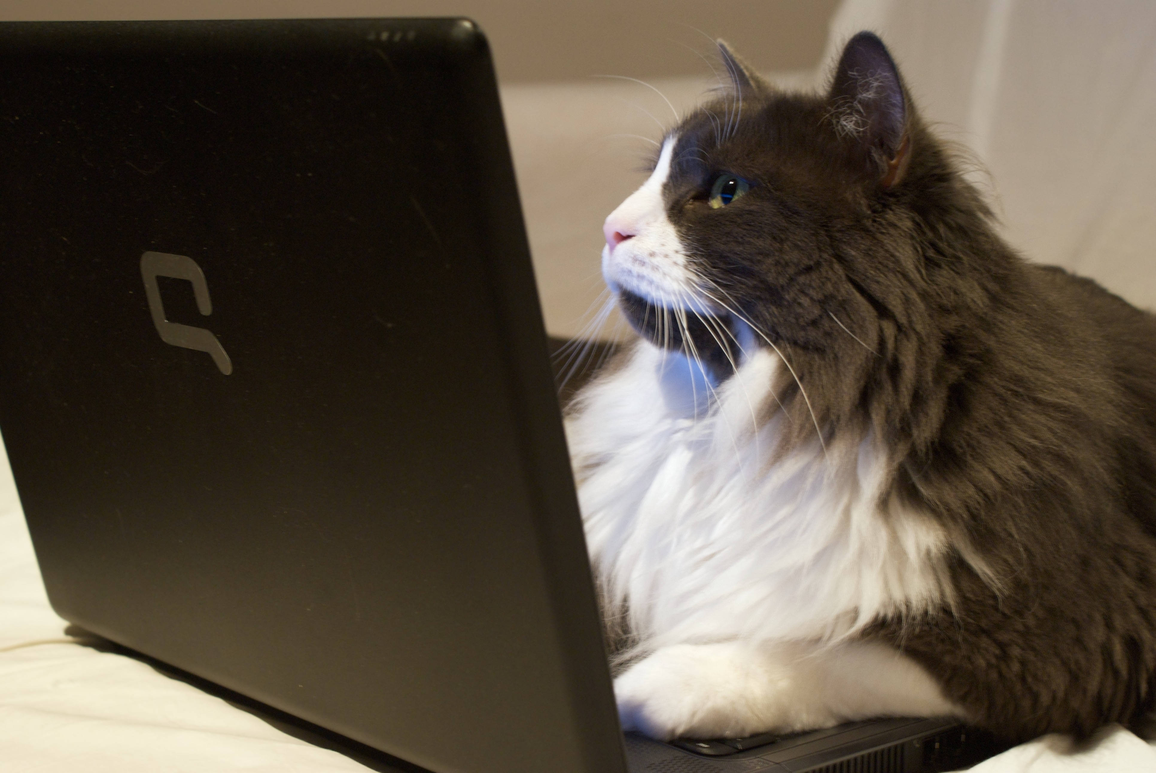 Gato bicolor computadora Fondos de pantalla
