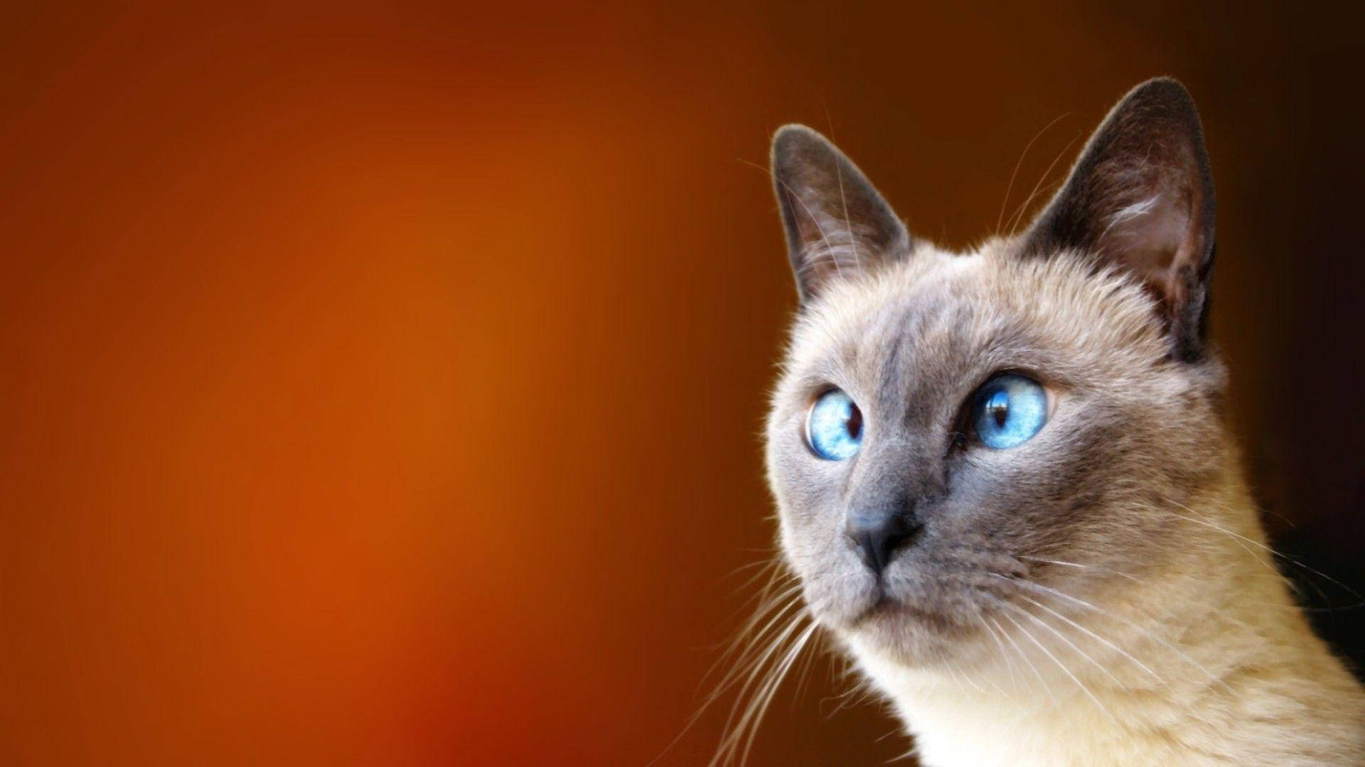 Gato bizco divertido Fondos de pantalla