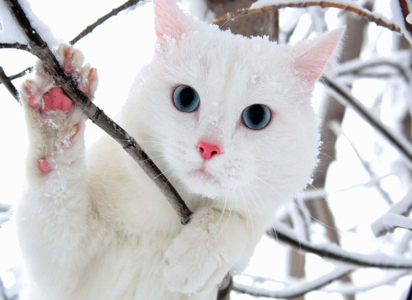 Gato blanco con ojos azules Fondos de pantalla