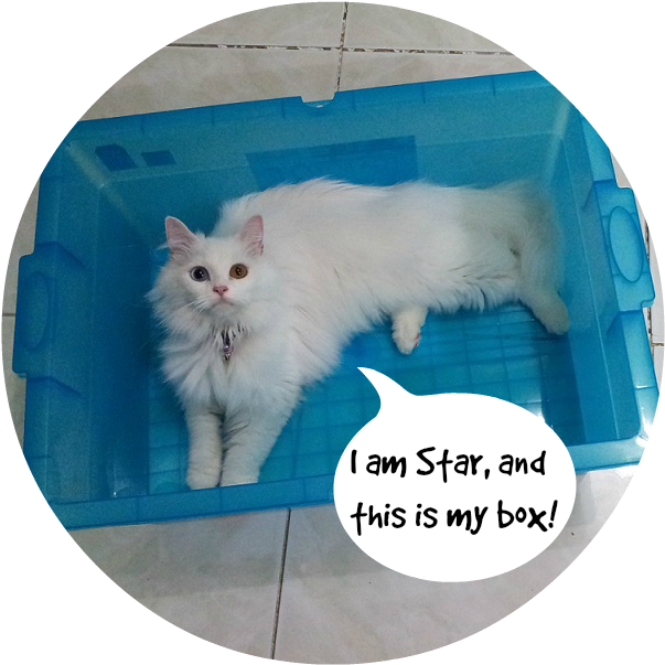 Gato Blanco Esponjoso en Caja Azul Meme Fondos de pantalla