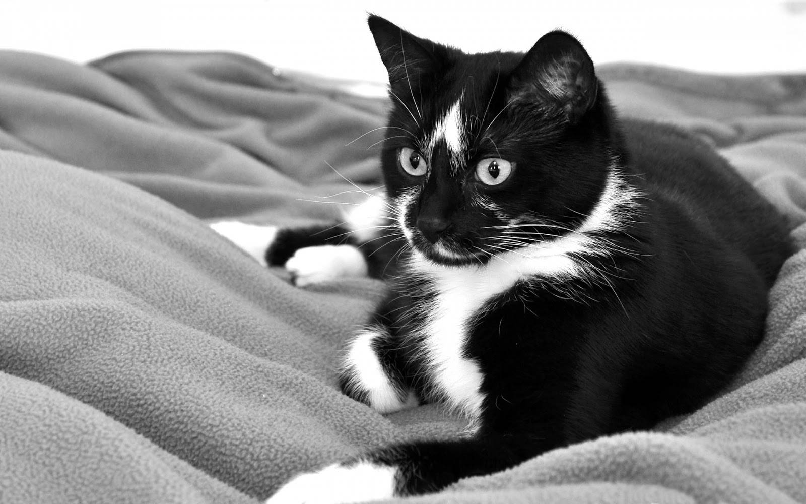 Gato blanco y negro en una manta suave Fondos de pantalla