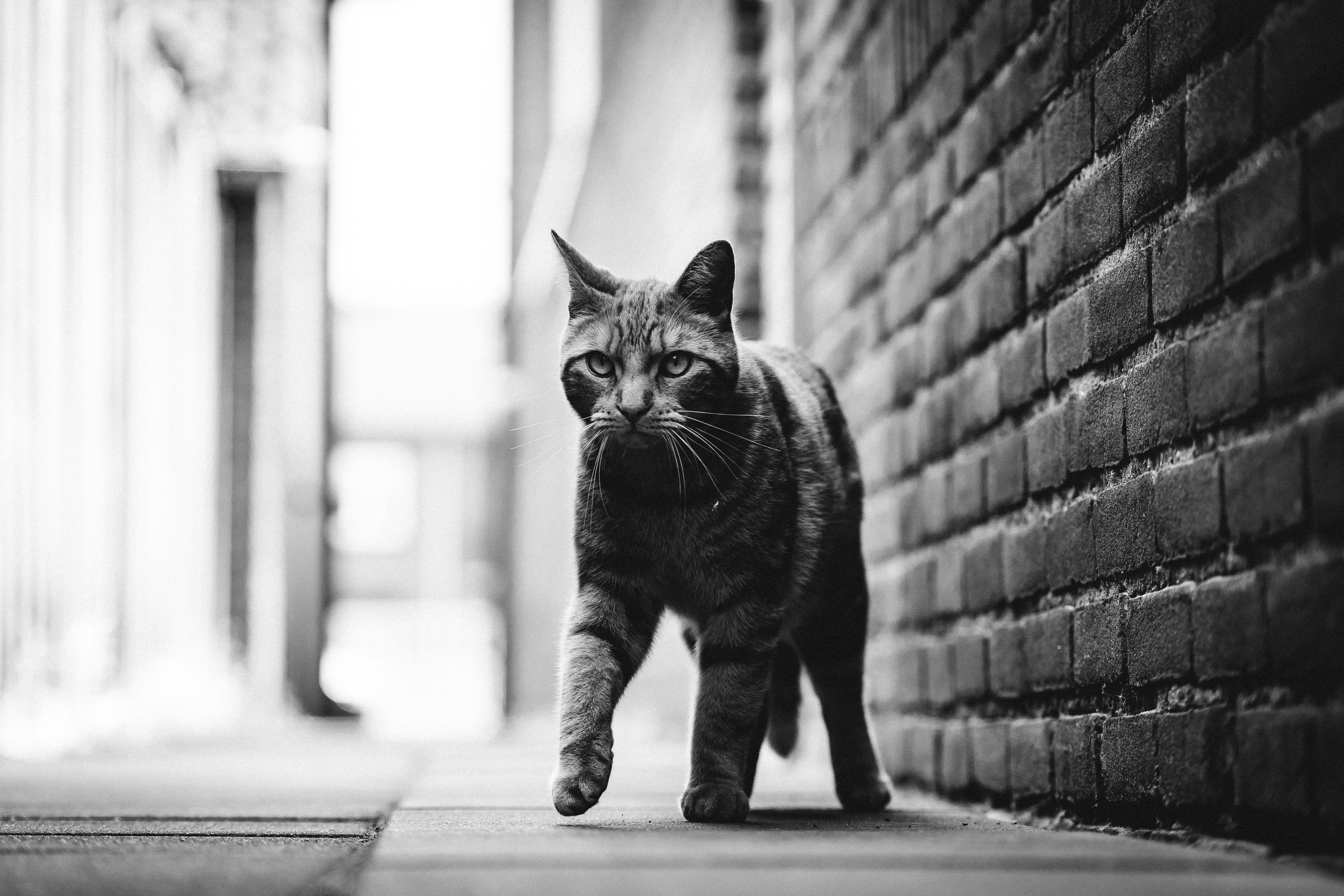 Gato blanco y negro en el callejón Fondos de pantalla