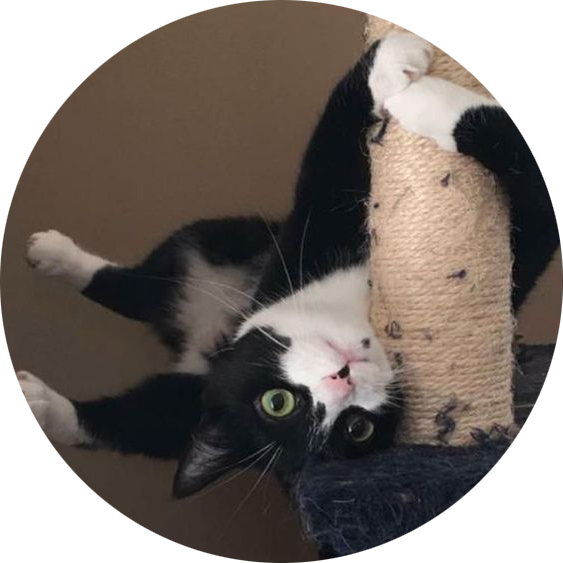 Gato Blanco y Negro Juguetón Boca Abajo Fondos de pantalla