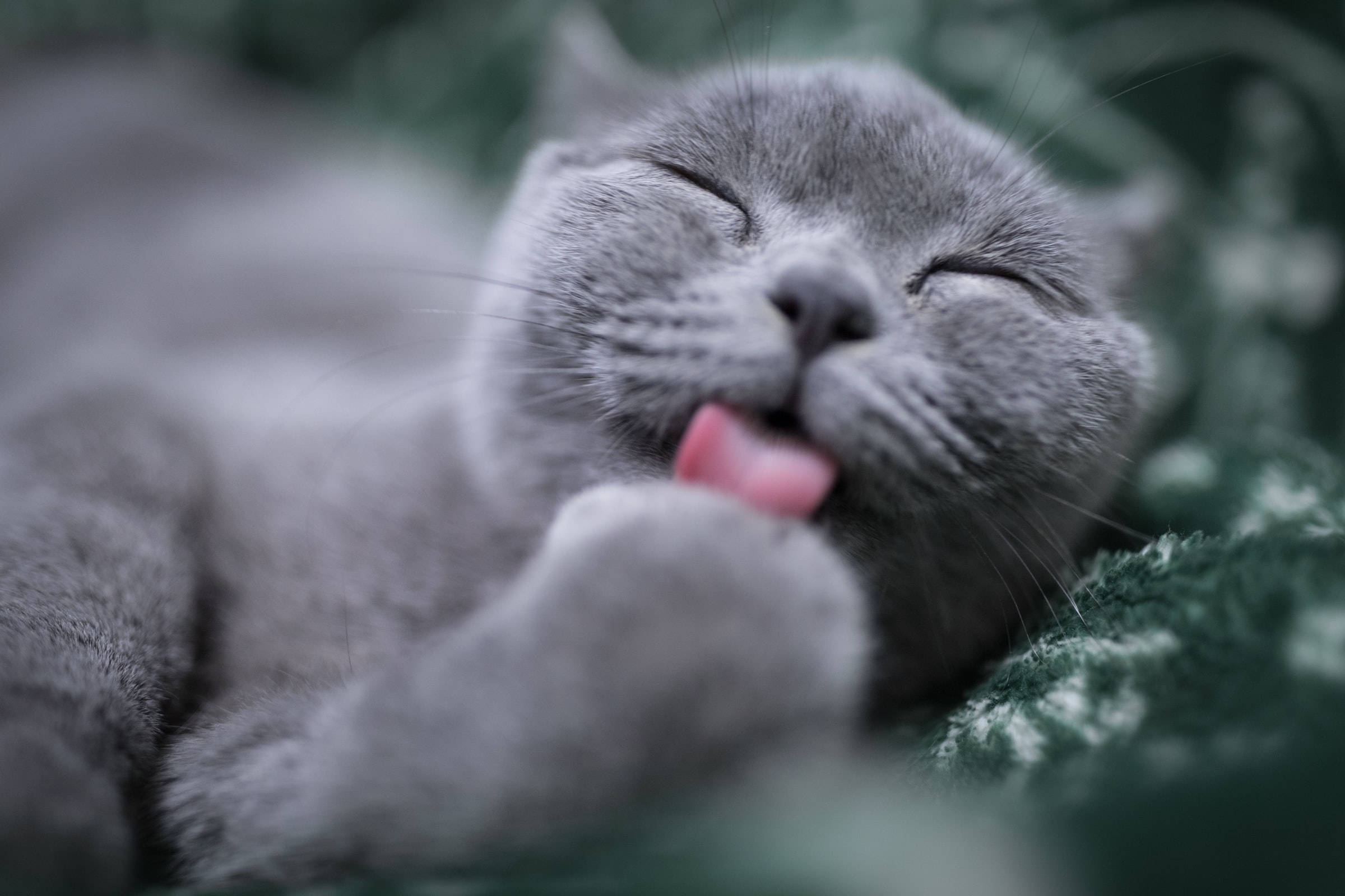 Gato British Shorthair gris lamiéndose la pata PFP Fondos de pantalla