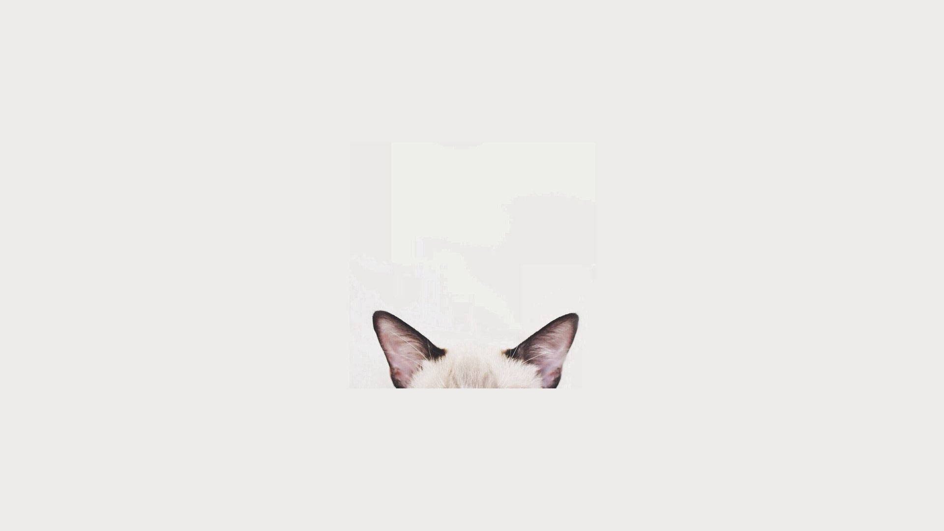 Gato Cabeza Minimalista Estética Portátil Fondos de pantalla