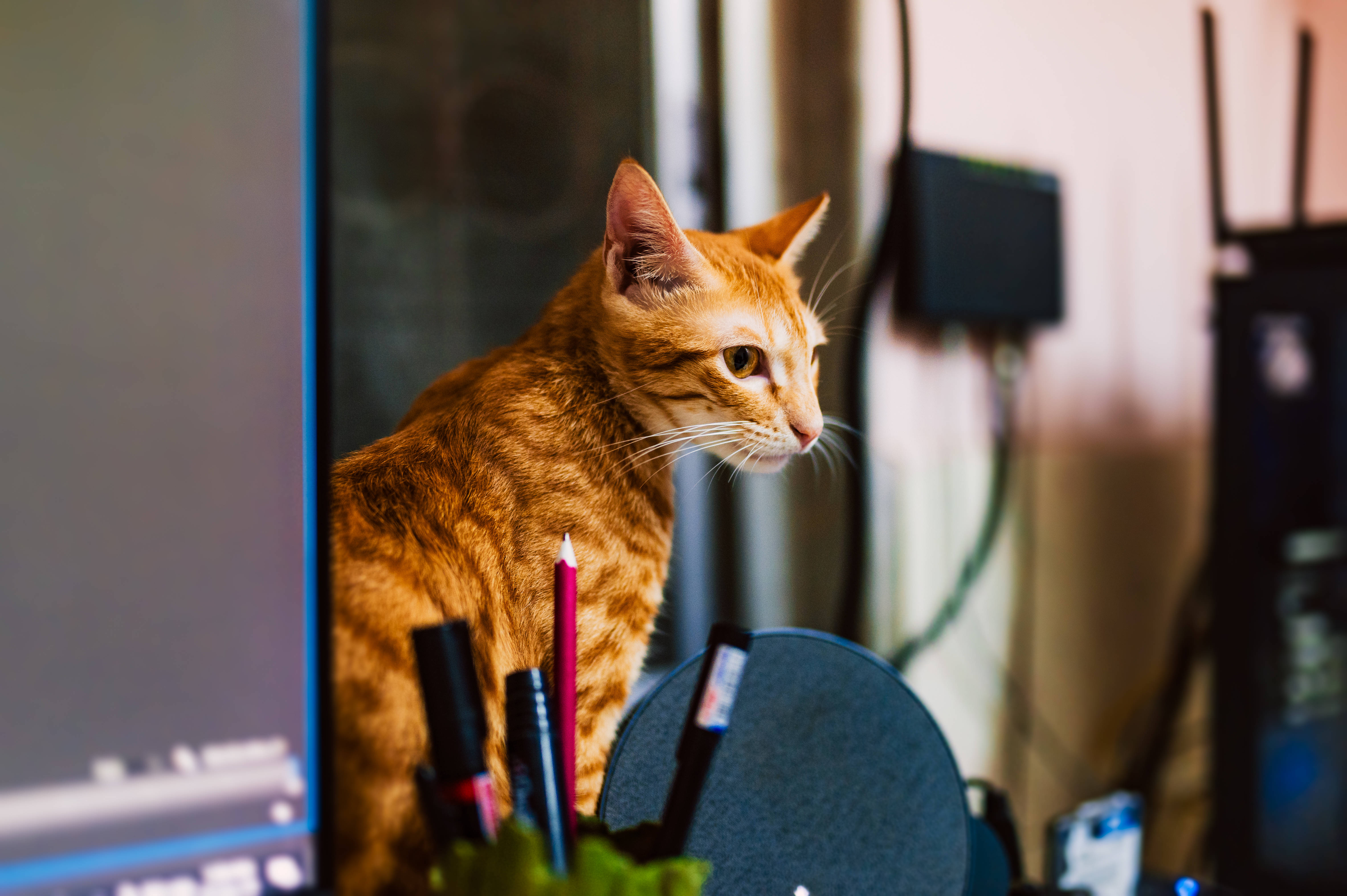 Gato Computadora Atigrado Anaranjado Fondos de pantalla