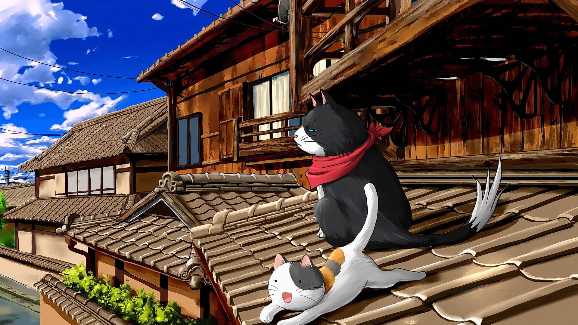 Gato Computadora en el Tejado Fondos de pantalla