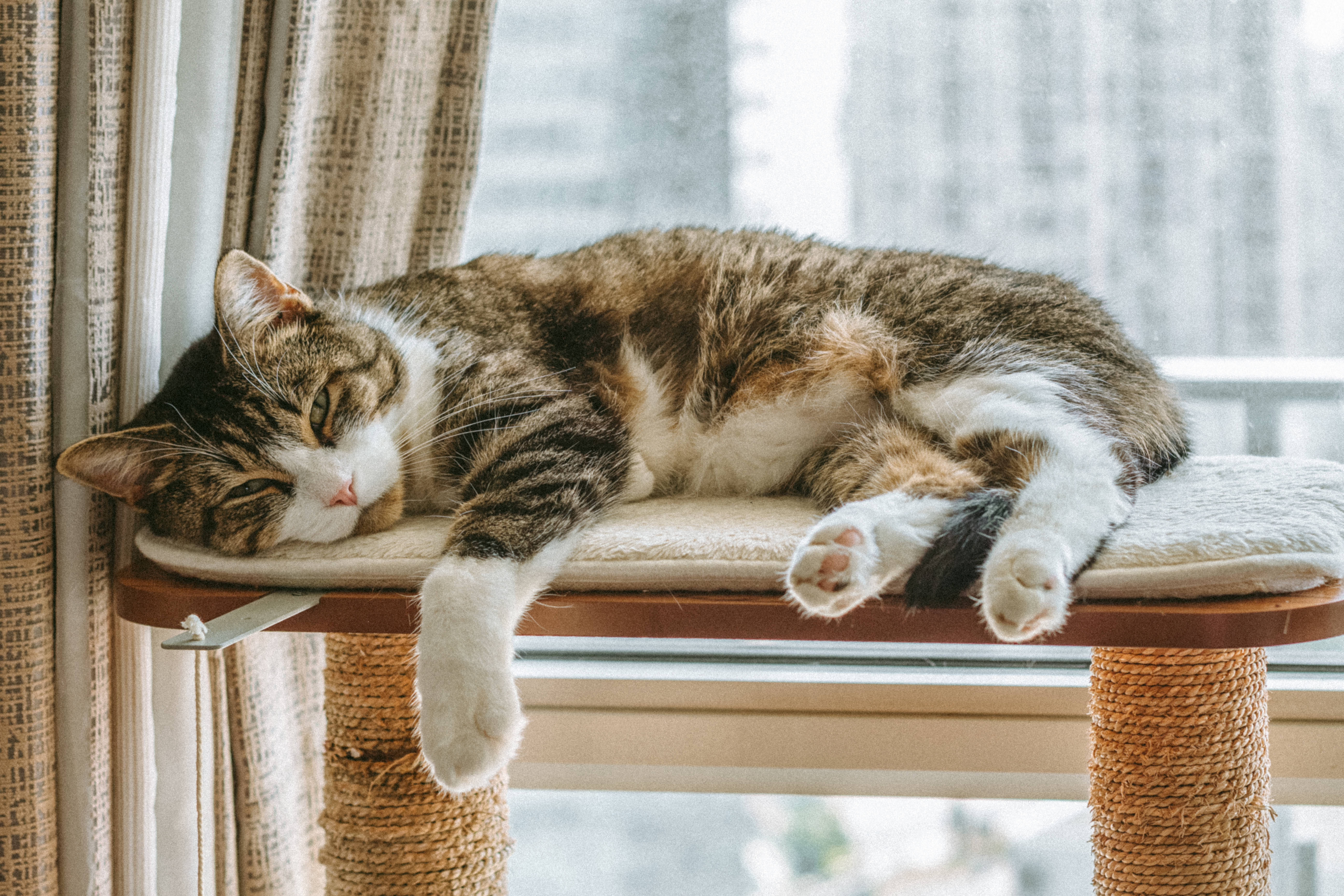 Gato Computadora Durmiendo Fondos de pantalla