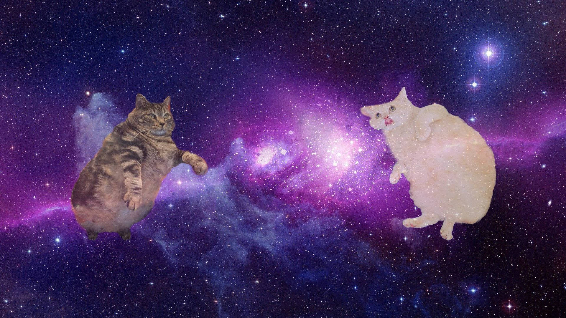 Gato Computadora en el Espacio Fondos de pantalla