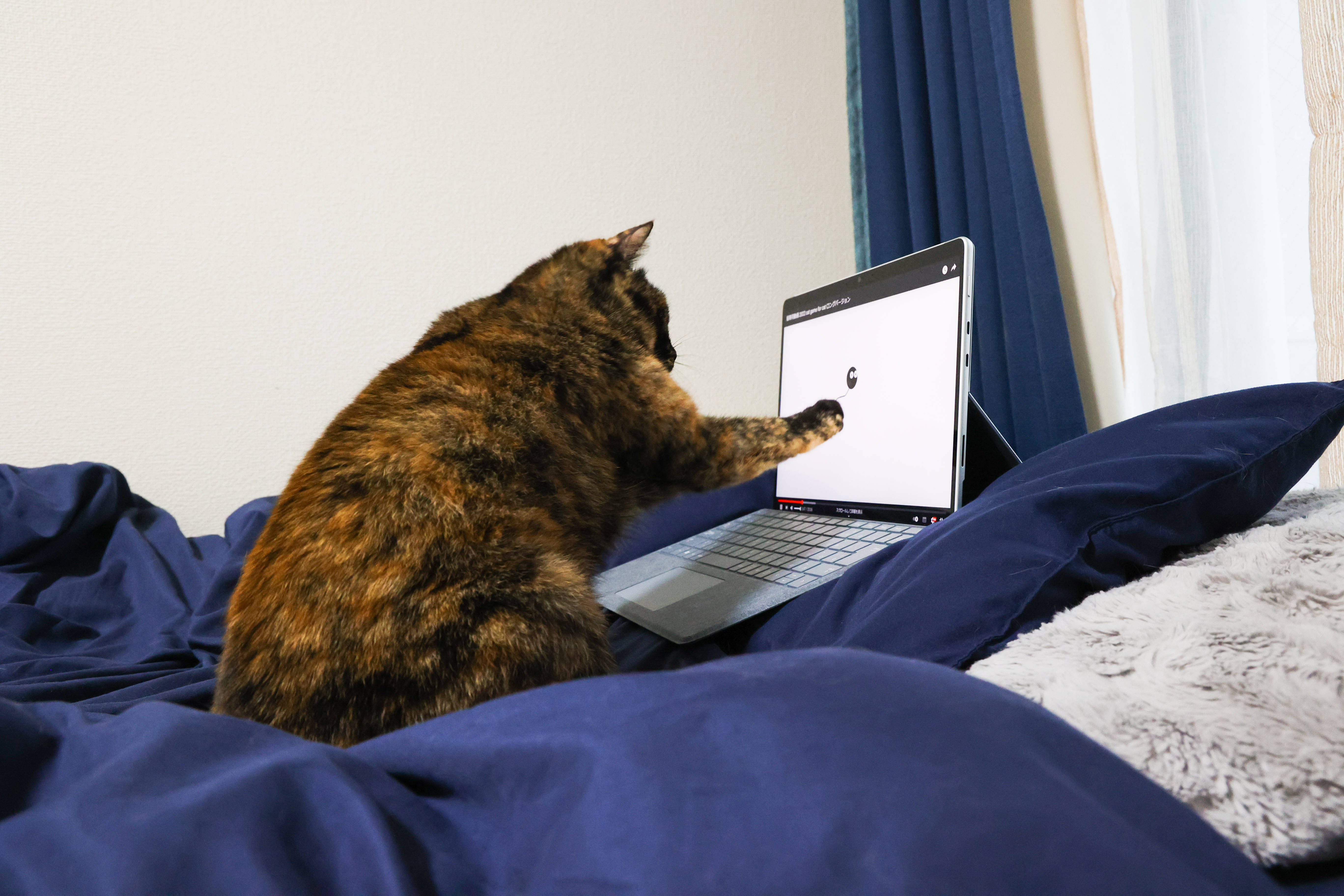 Gato con computadora en la cama Fondos de pantalla