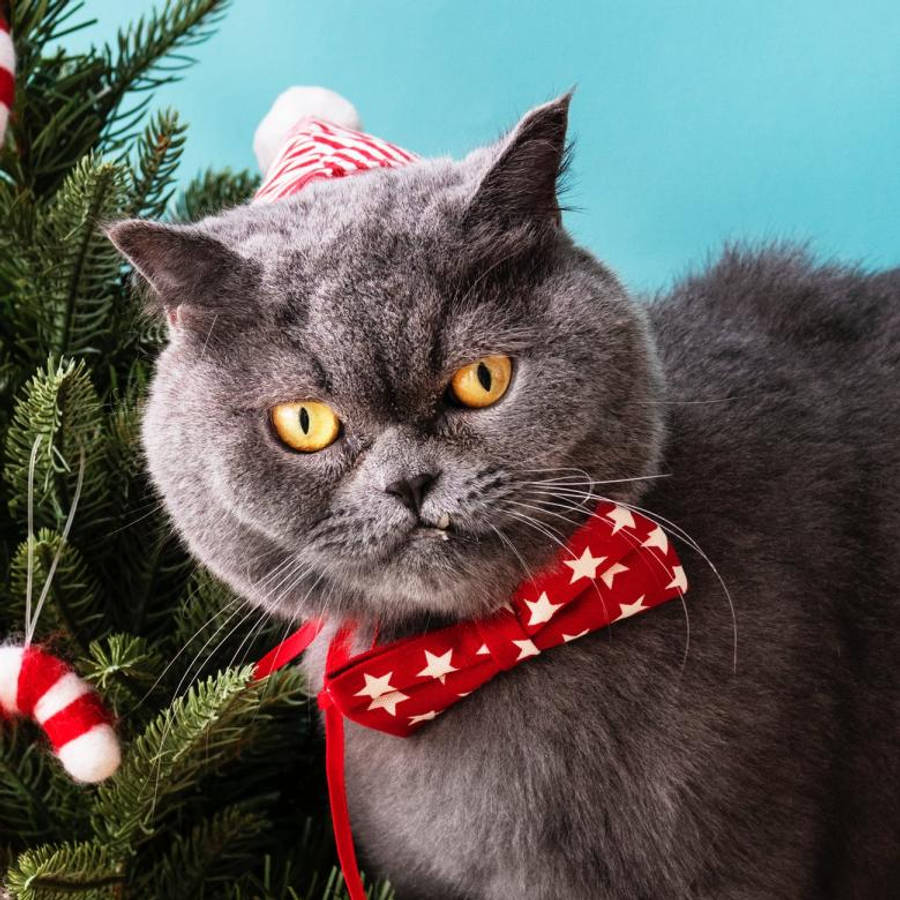 Gato con Corbata Roja Gracioso Navidad Fondos de pantalla