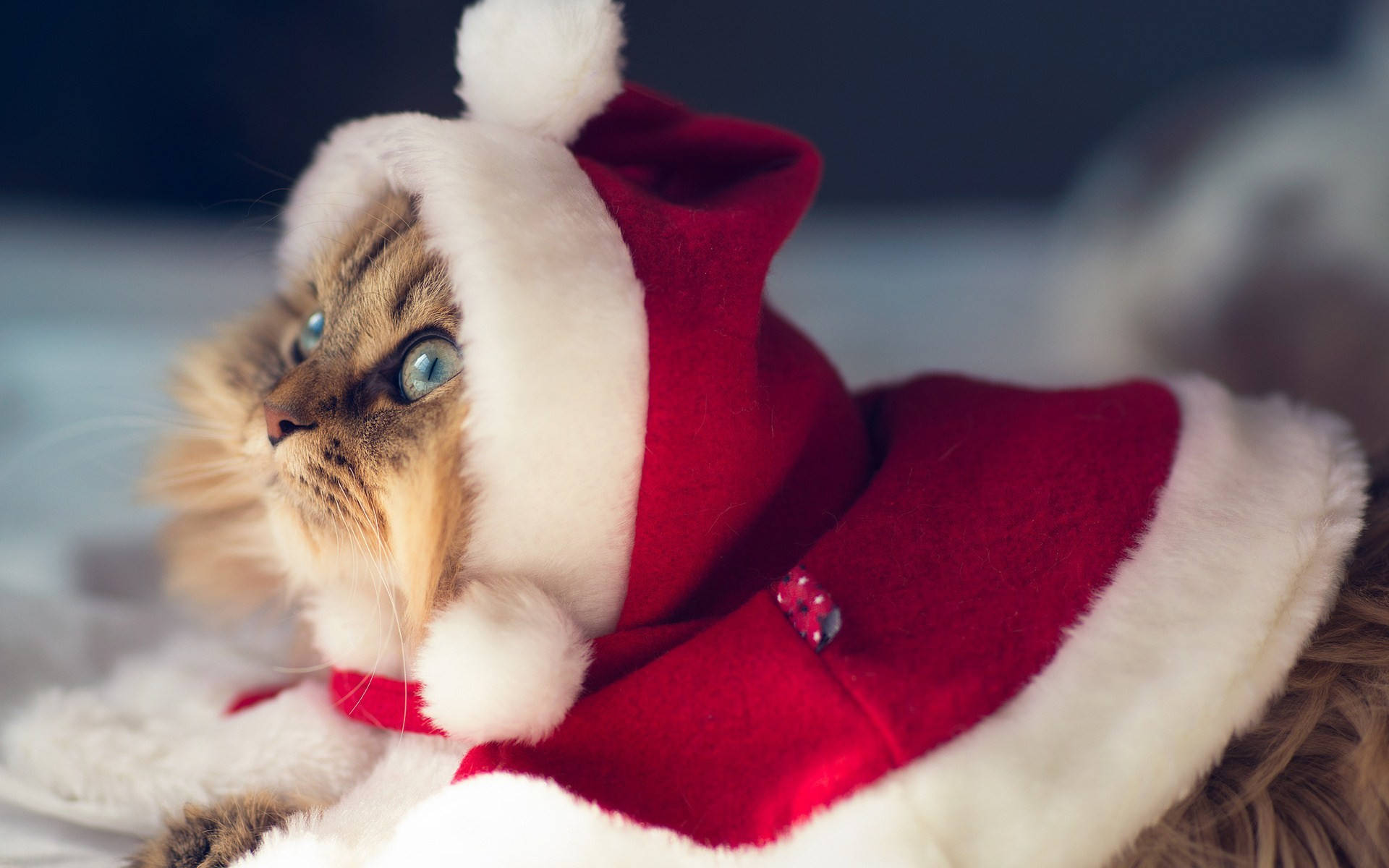 Gato con disfraz de Santa Claus divertido para Navidad Fondos de pantalla