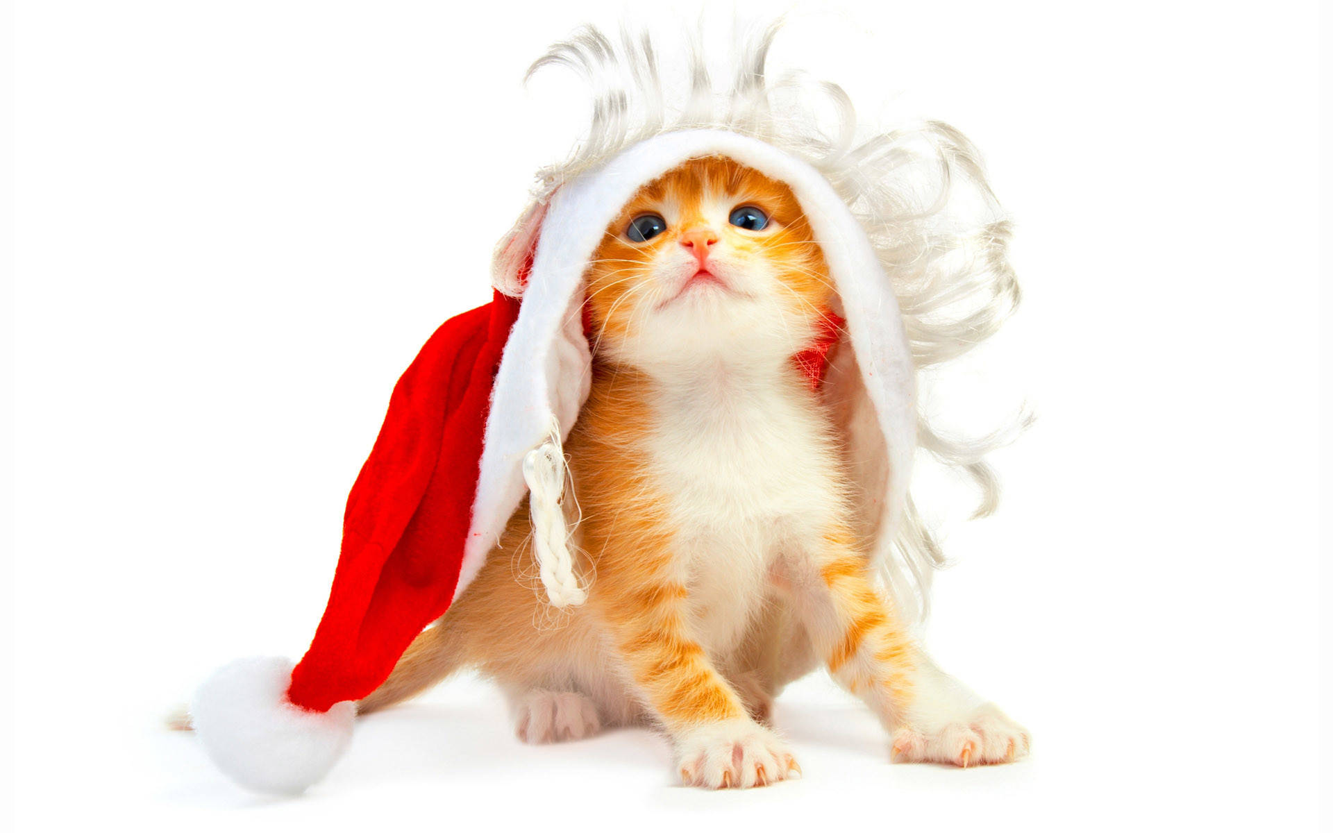 Gato con Gorro de Santa Navidad Divertido Fondos de pantalla
