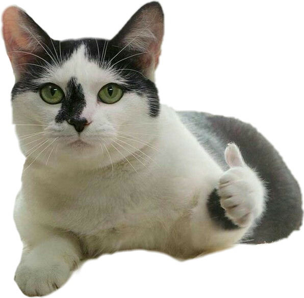 Gato con pulgar arriba meme Fondos de pantalla