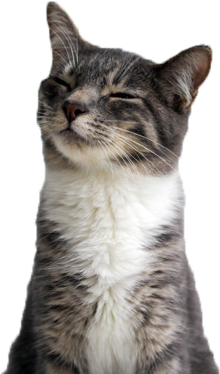 Gato contento sonriendo en primer plano.PNG Fondos de pantalla