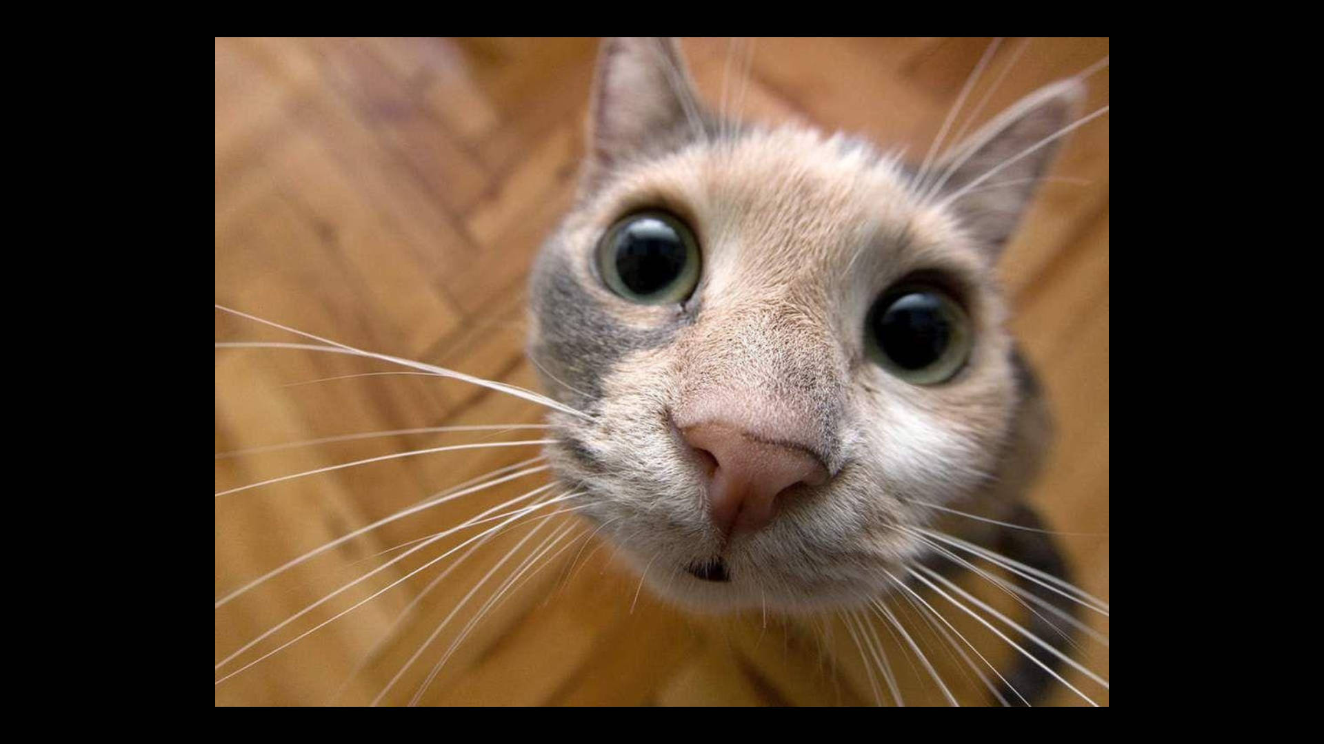 Gato Curioso y Divertido Fondos de pantalla