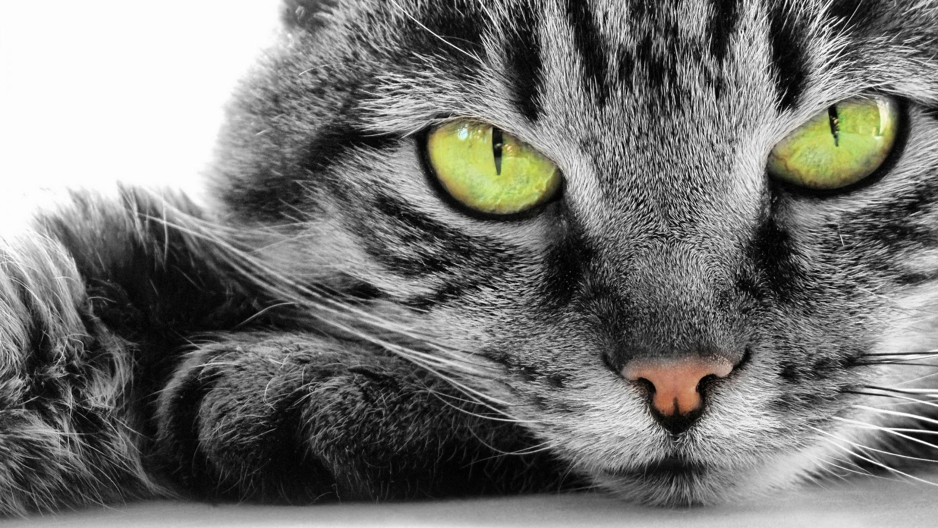 Gato de Ojos Amarillos en Computadora Fondos de pantalla