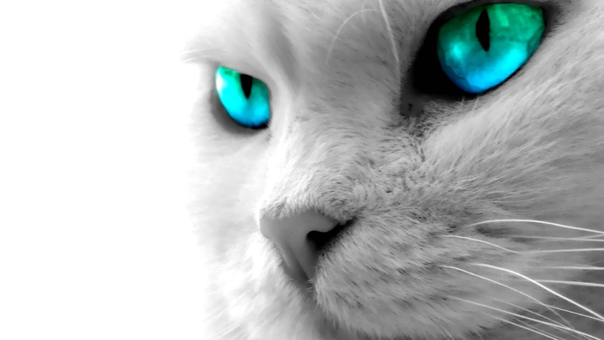 Gato de Ojos Azules en Computadora Fondos de pantalla