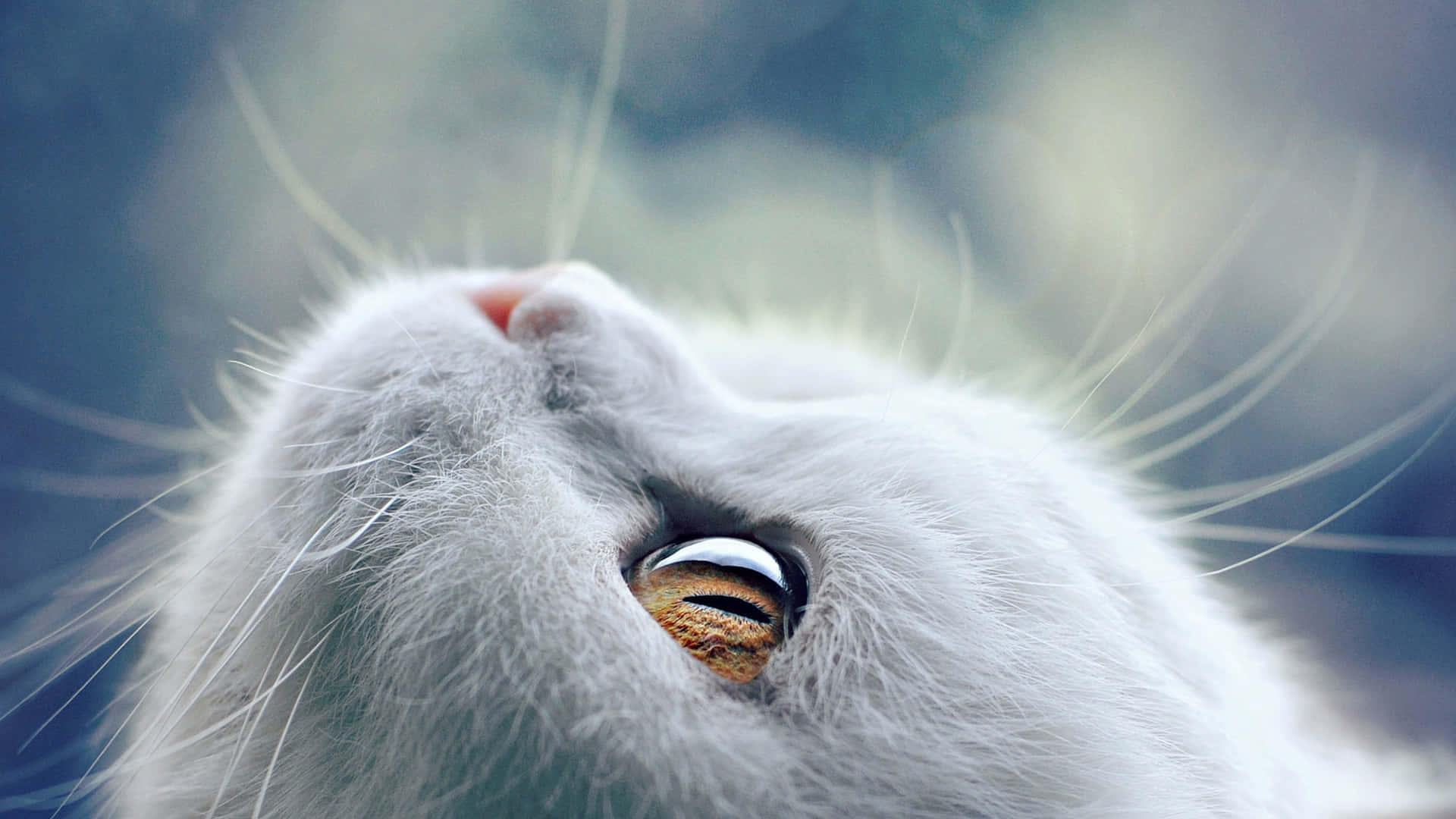 Gato de Pelaje Blanco con Ojos Dorados Fondos de pantalla