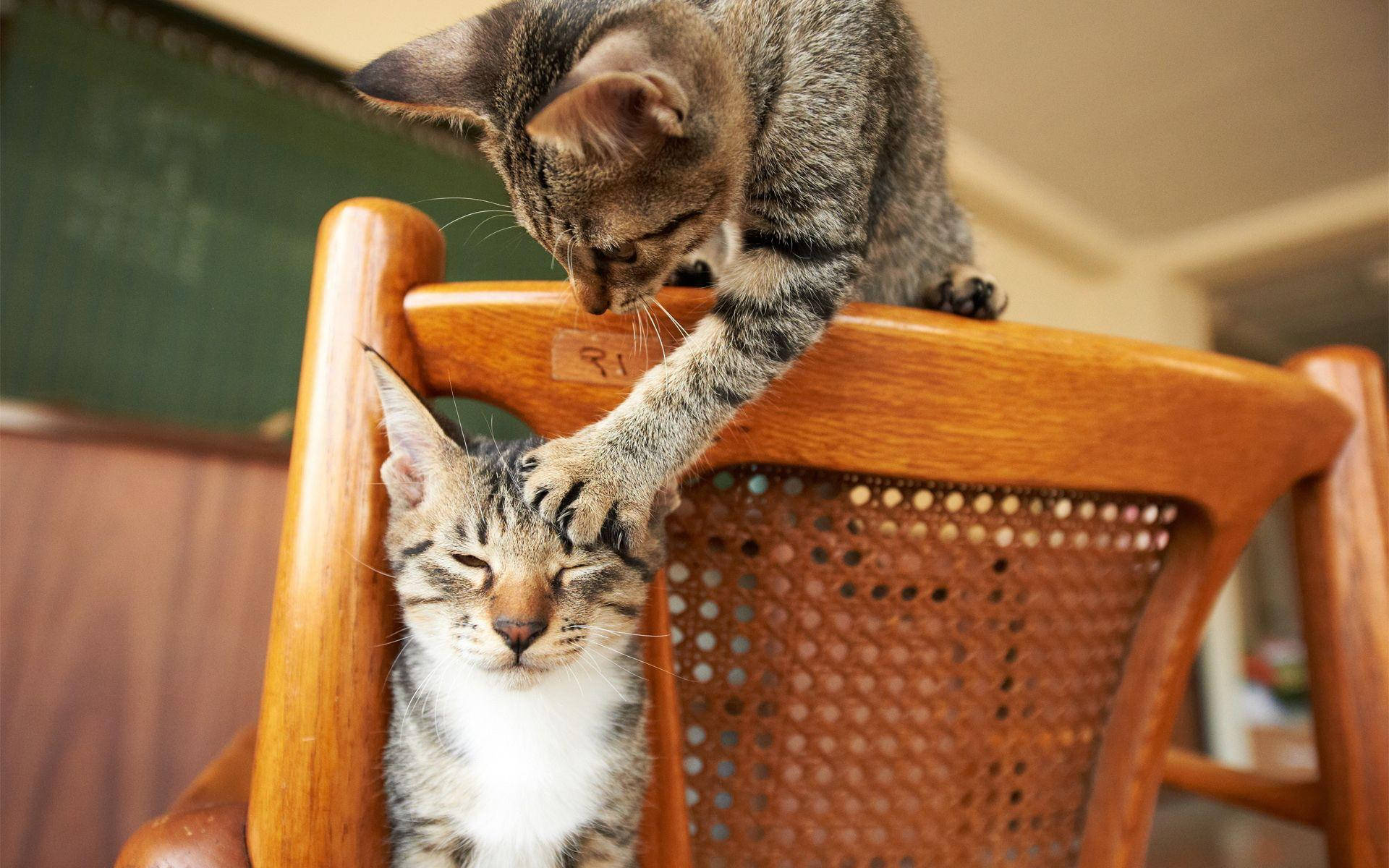 Gato divertido arañando a otro gato Fondos de pantalla