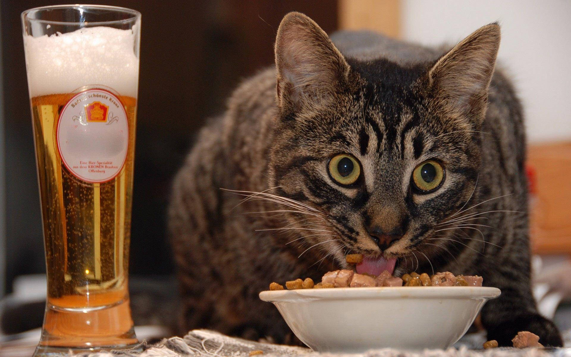 Gato divertido comiendo y bebiendo Fondos de pantalla