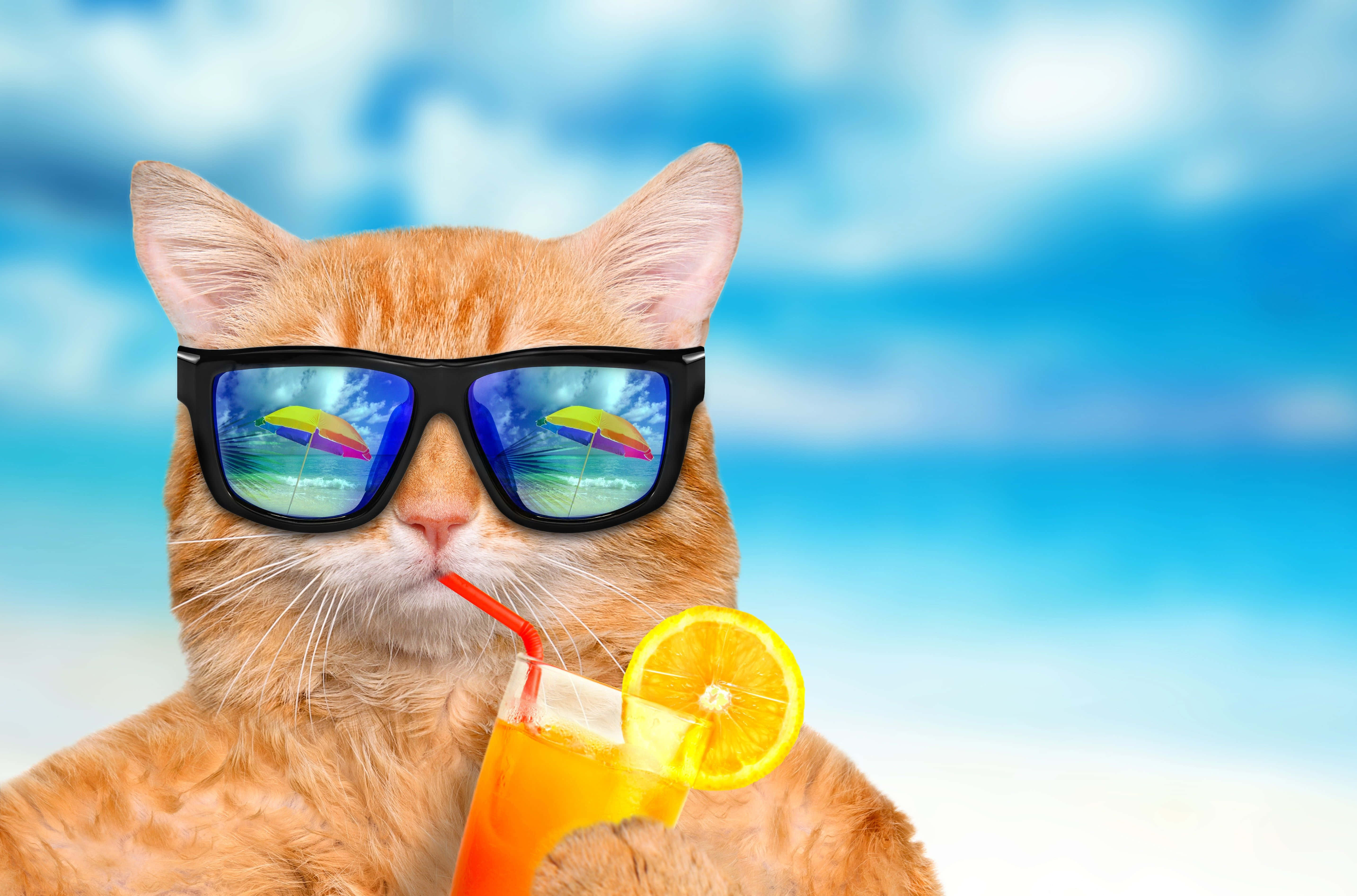 Gato divertido del verano con una bebida Fondos de pantalla