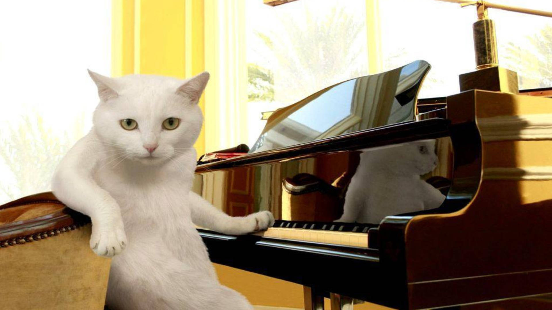 Gato divertido frente al piano Fondos de pantalla