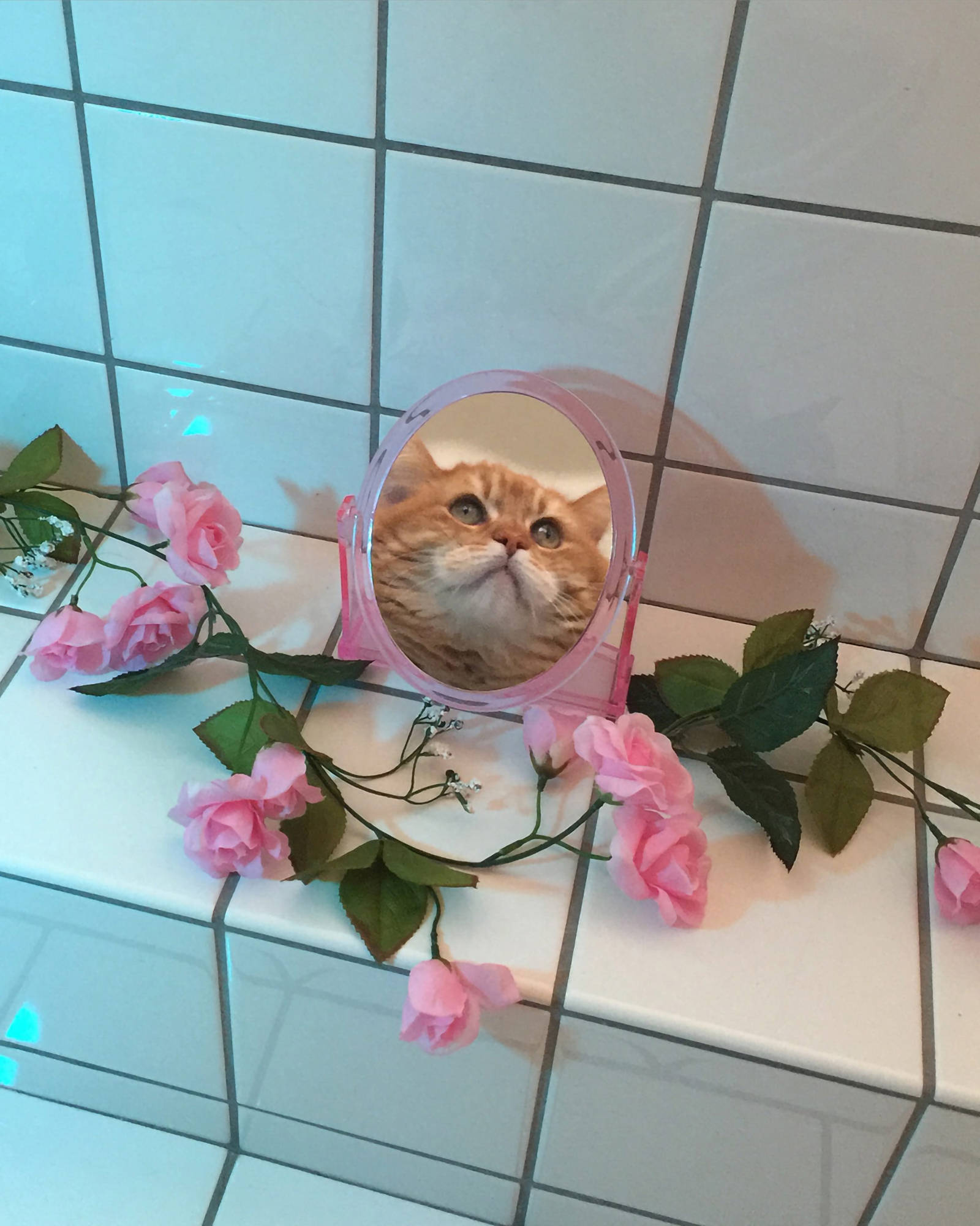 Gato Divertido Frente al Espejo Estético Fondos de pantalla