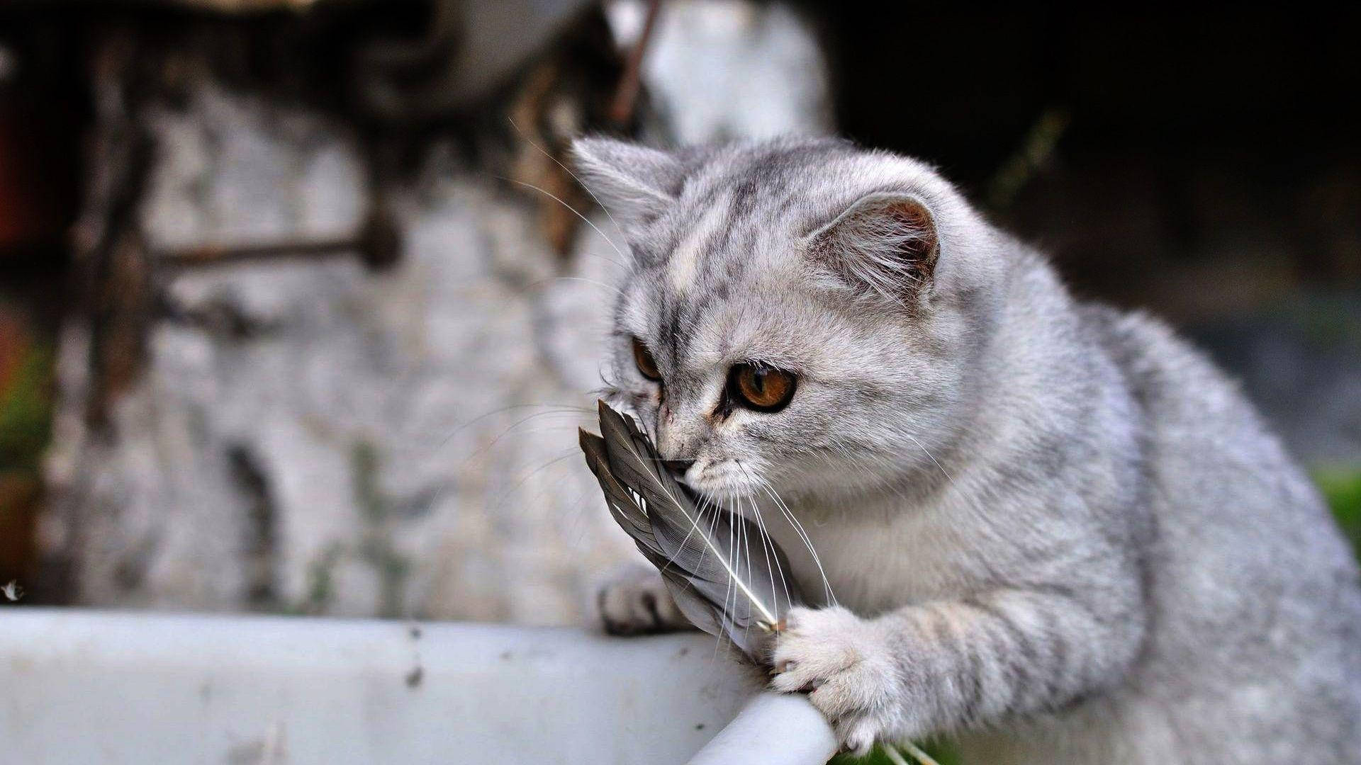 Gato Divertido Olfateando una Pluma Fondos de pantalla