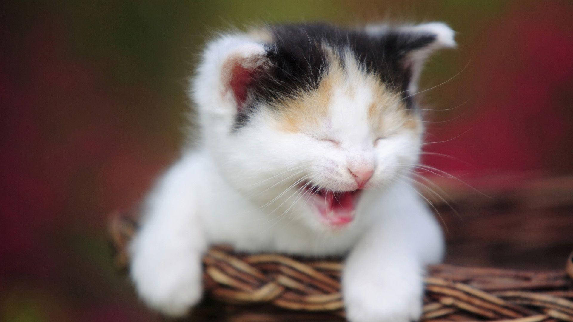 Gato Divertido Riendo a Carcajadas Fondos de pantalla