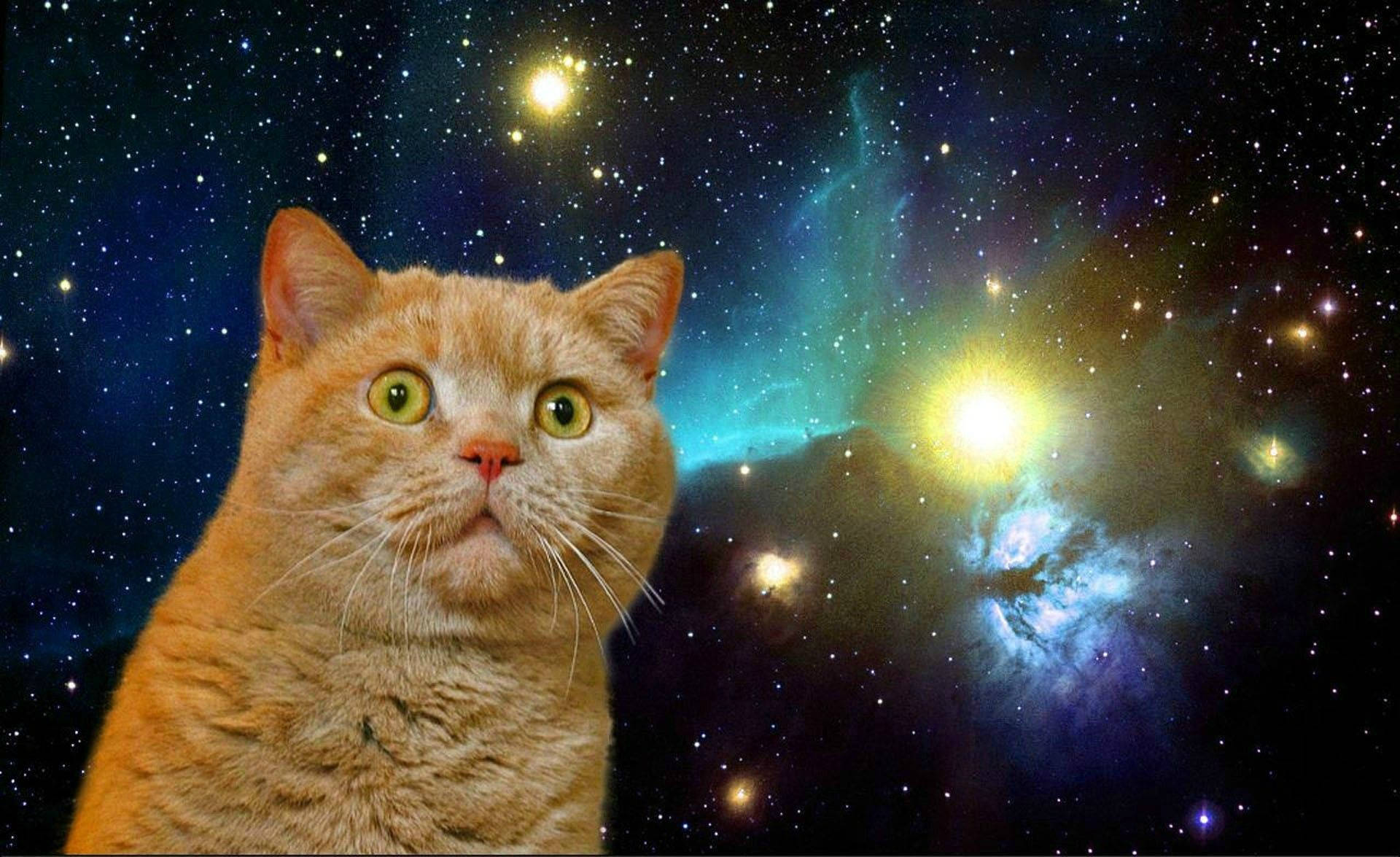 Gato divertido sorprendido en la galaxia Fondos de pantalla