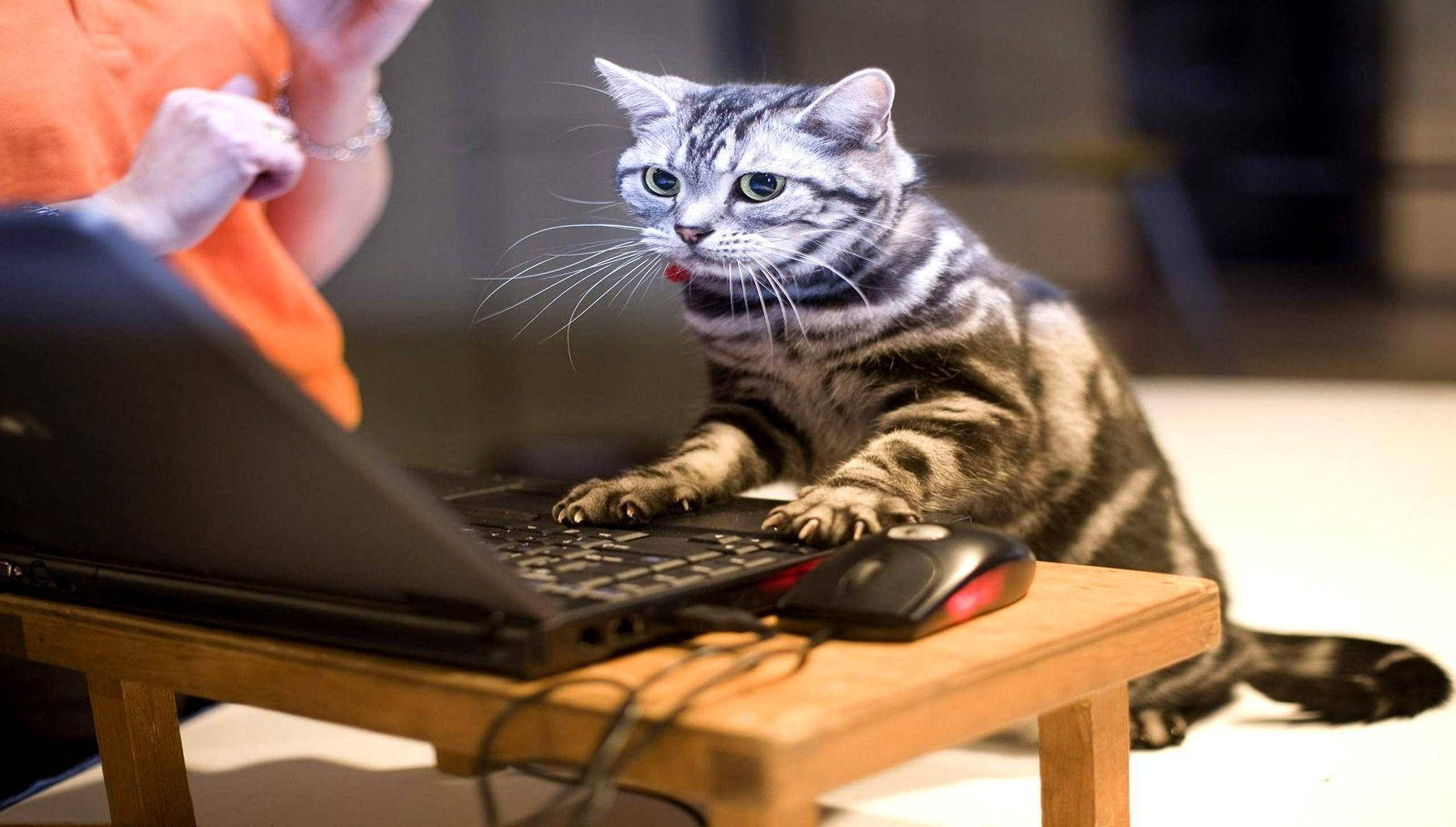Gato Divertido Usando Computadora Fondos de pantalla
