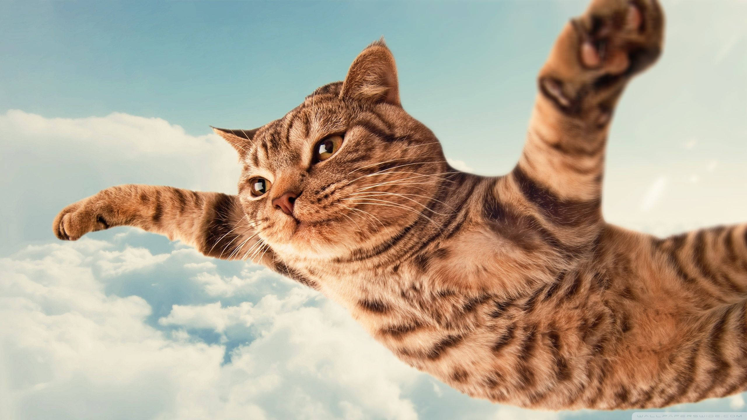 Gato Divertido Volando Tranquilamente Fondos de pantalla
