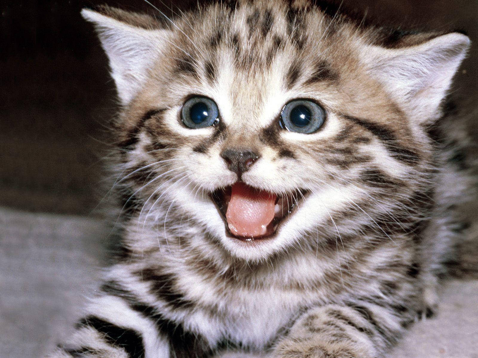 Gato divertido y feliz Fondos de pantalla