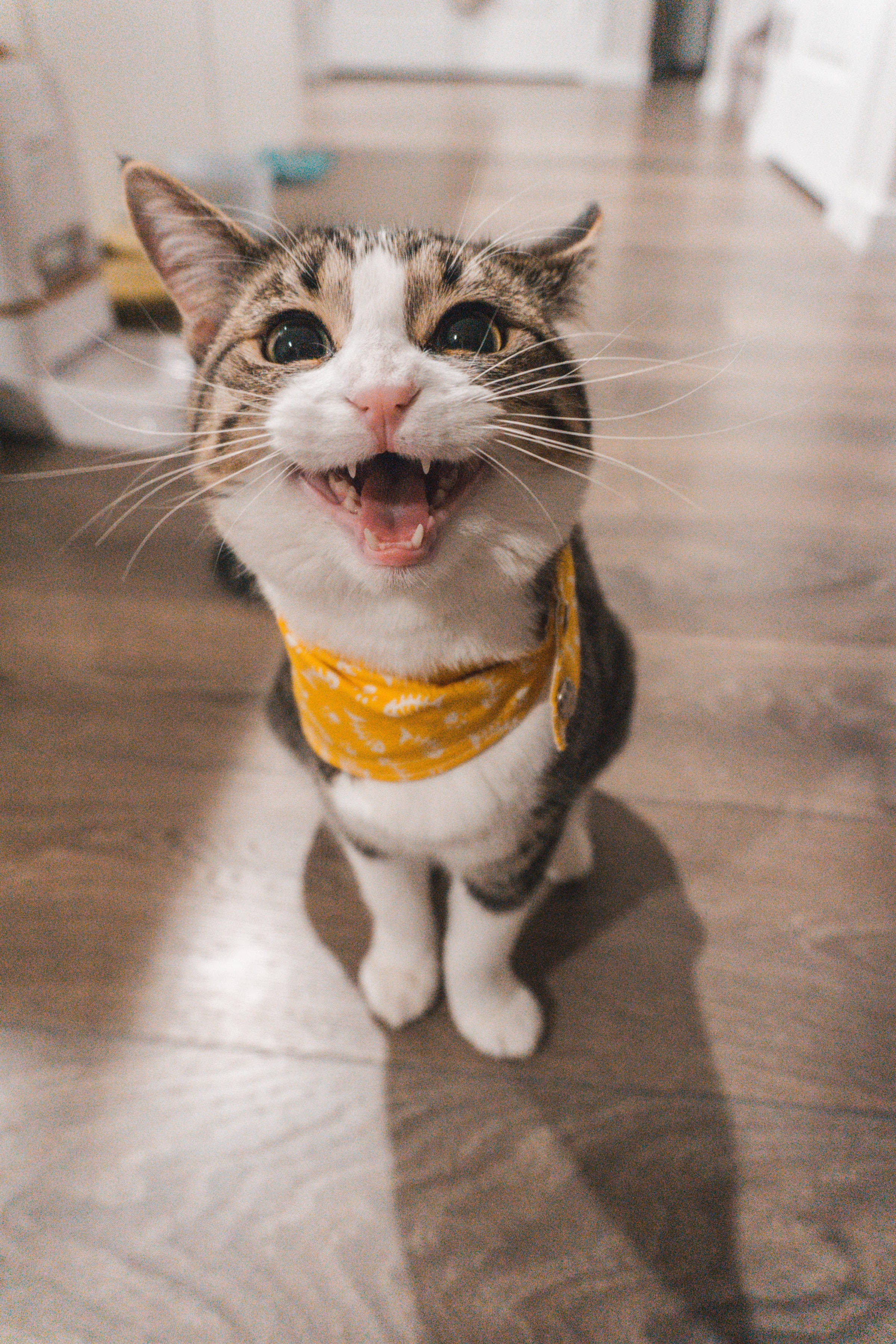 Gato doméstico de pelo corto divertido PFP Fondos de pantalla
