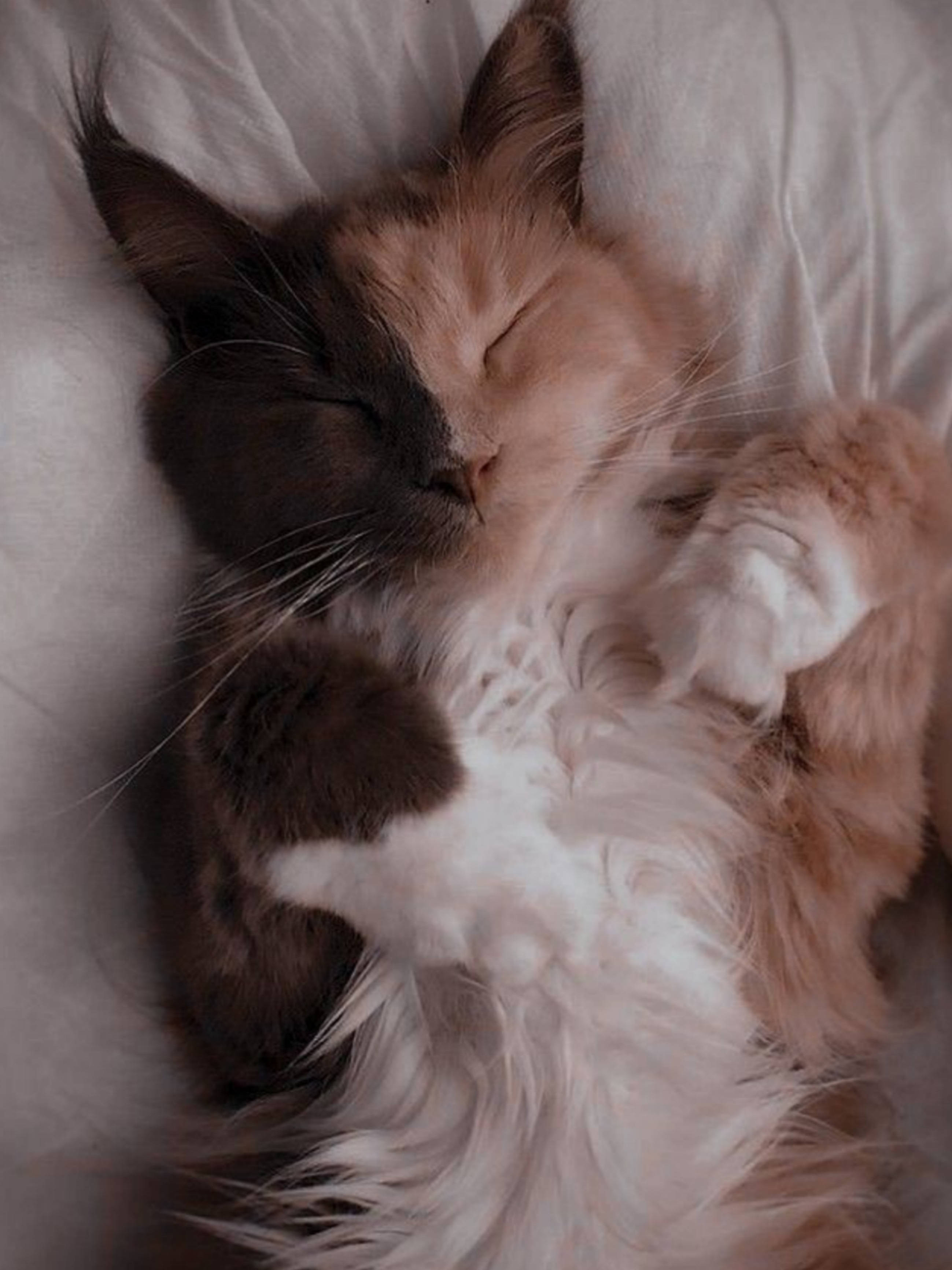 Gato Durmiendo Lindo Estético Fondos de pantalla
