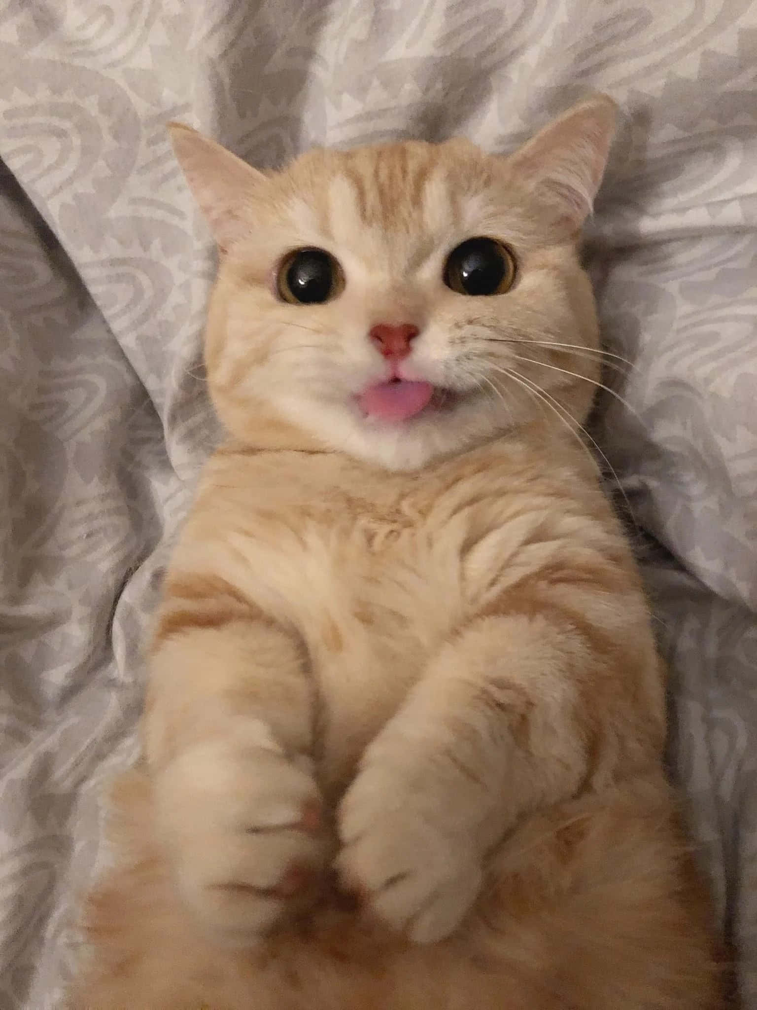 Gato estético adorable bajo el sol matutino Fondos de pantalla