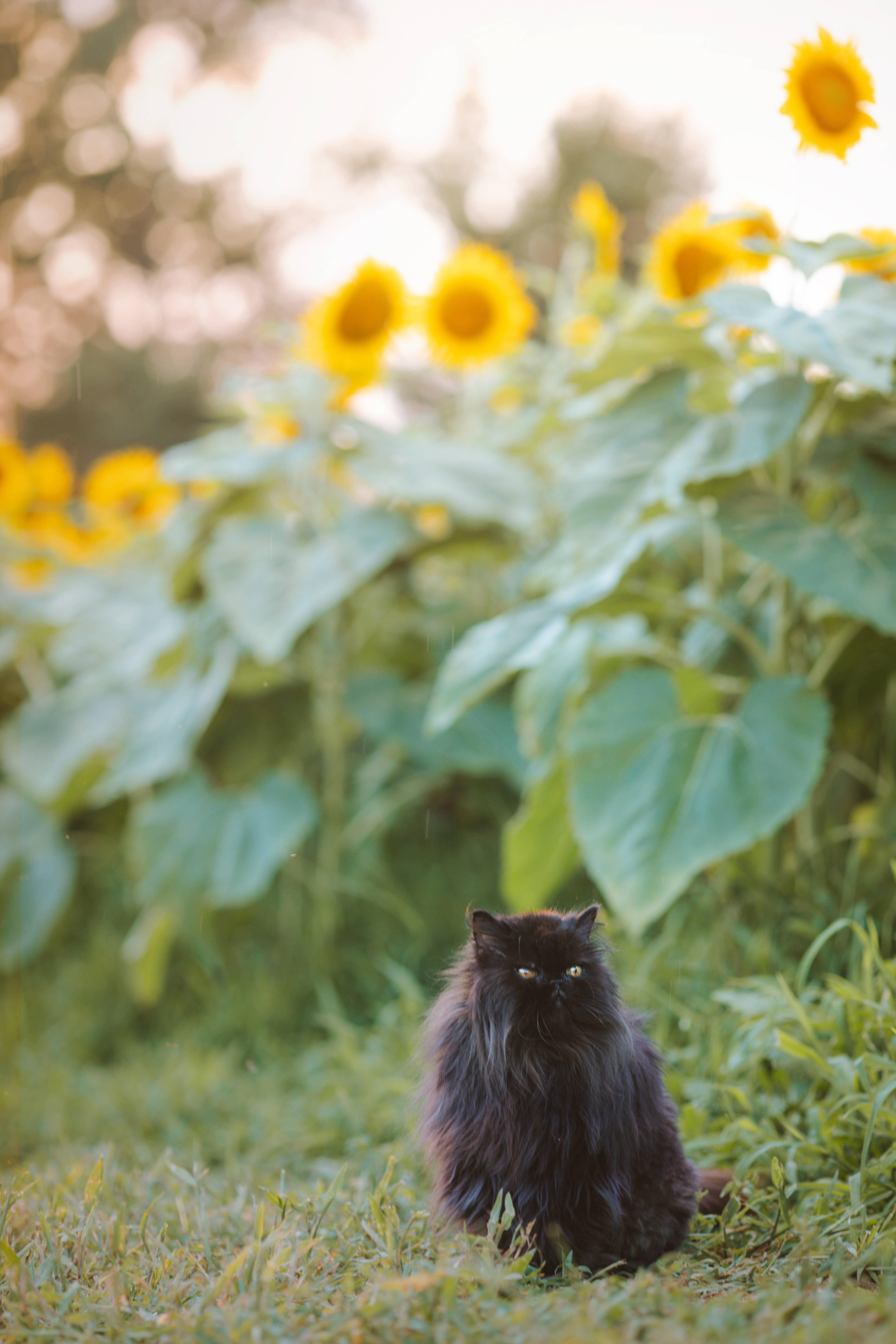Gato estético con girasoles Fondos de pantalla