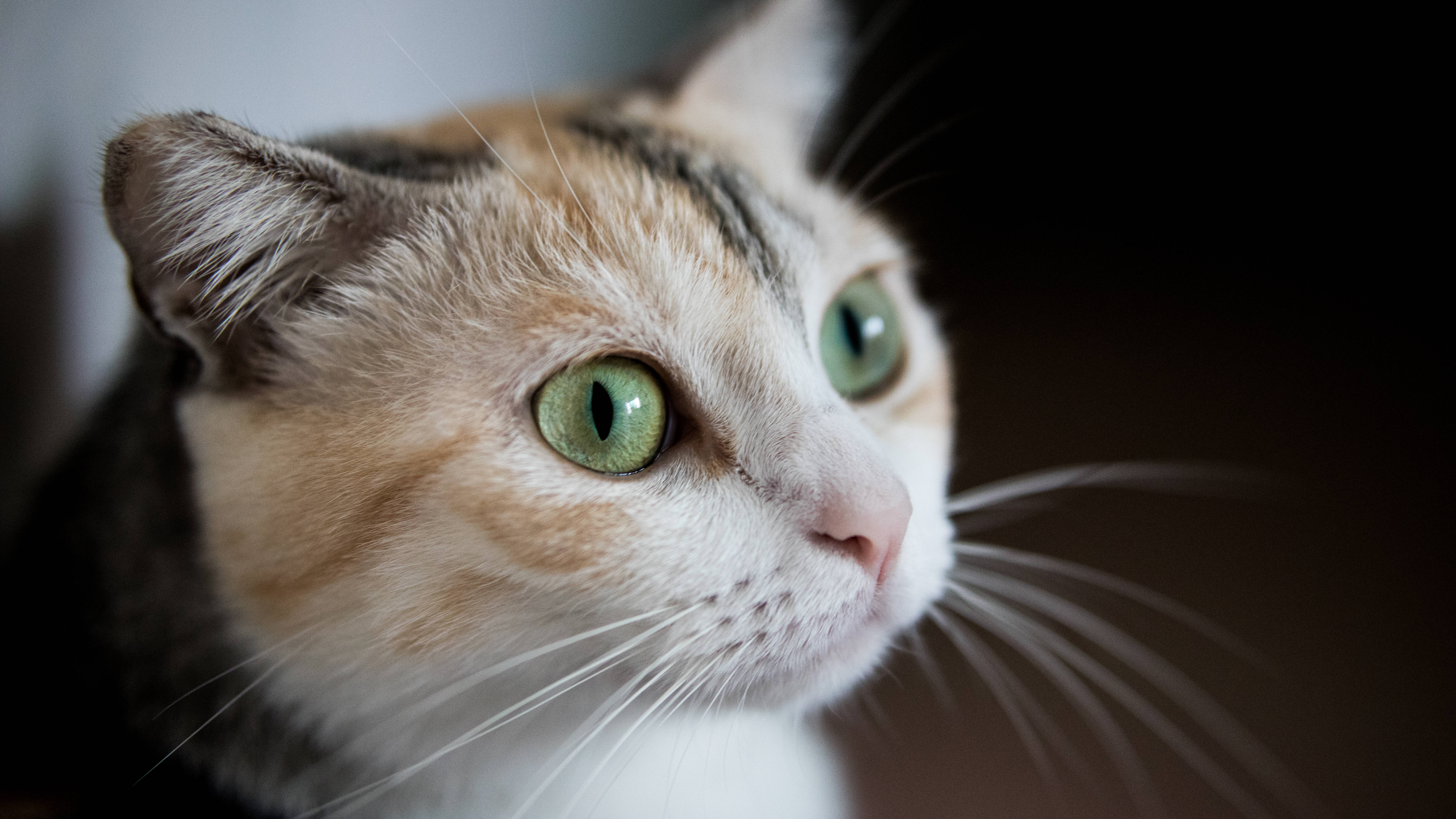 Gato estético con ojos verdes Fondos de pantalla