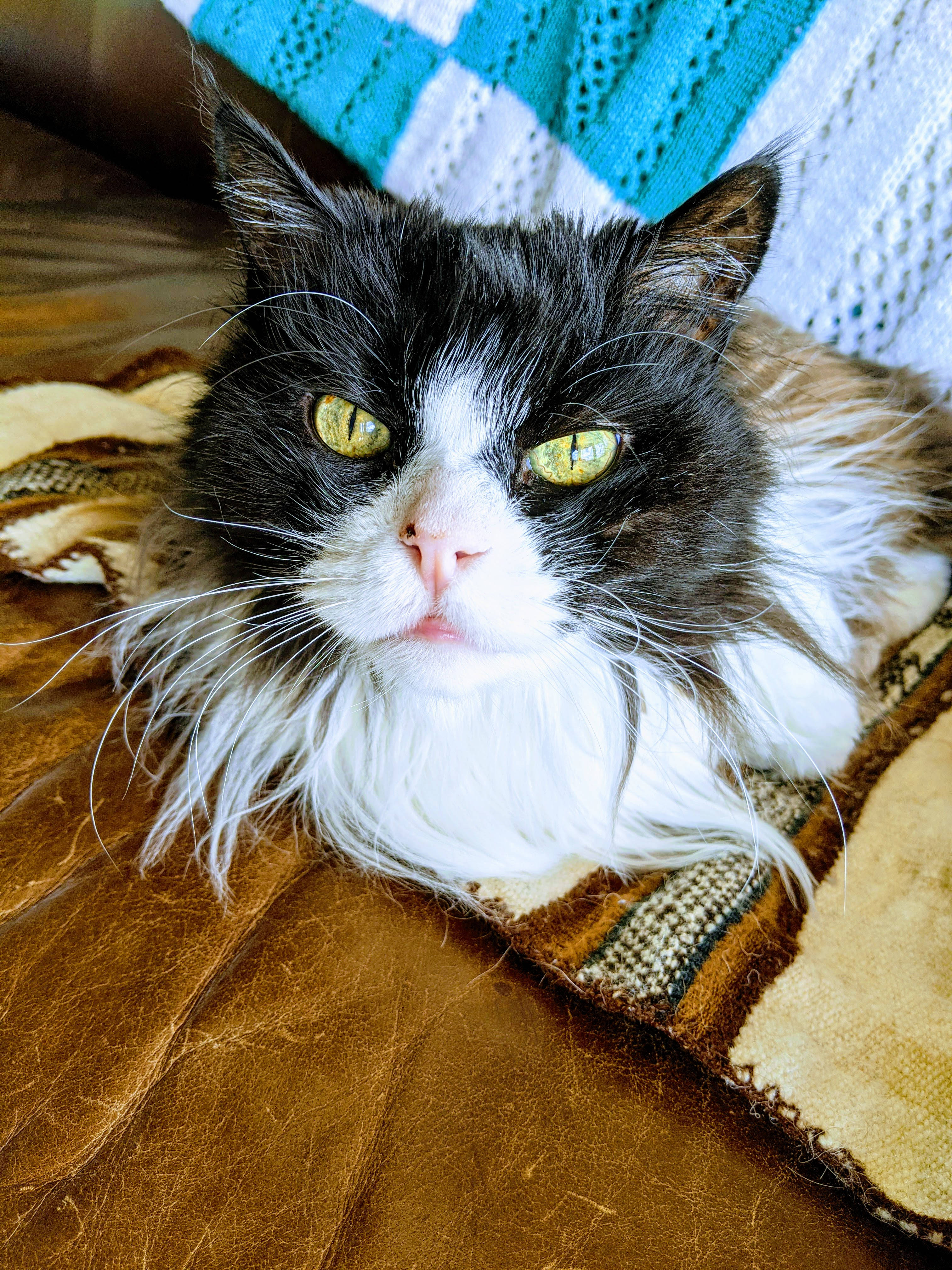 Gato estético con pelo largo Fondos de pantalla