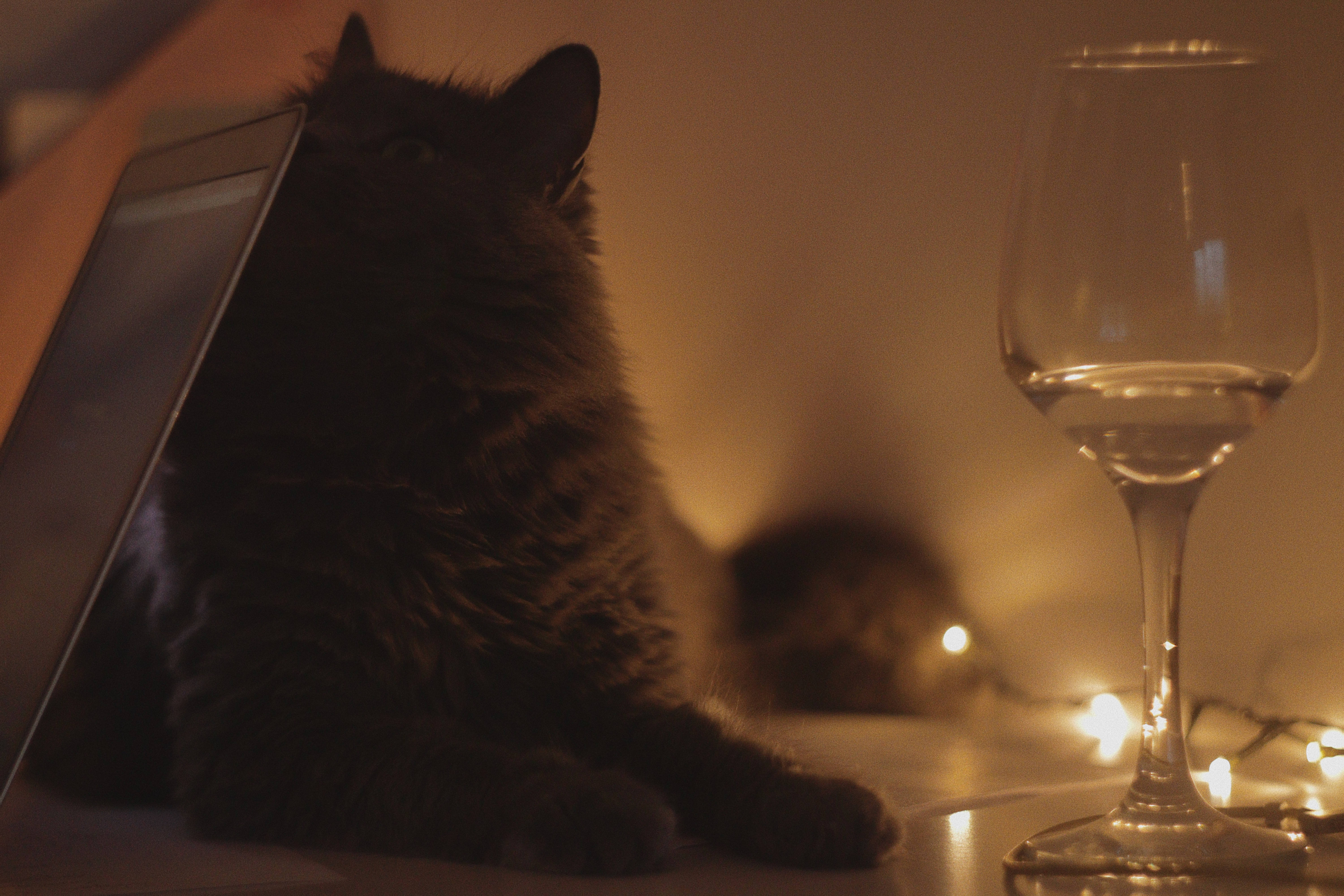 Gato estético con copa de vino Fondos de pantalla