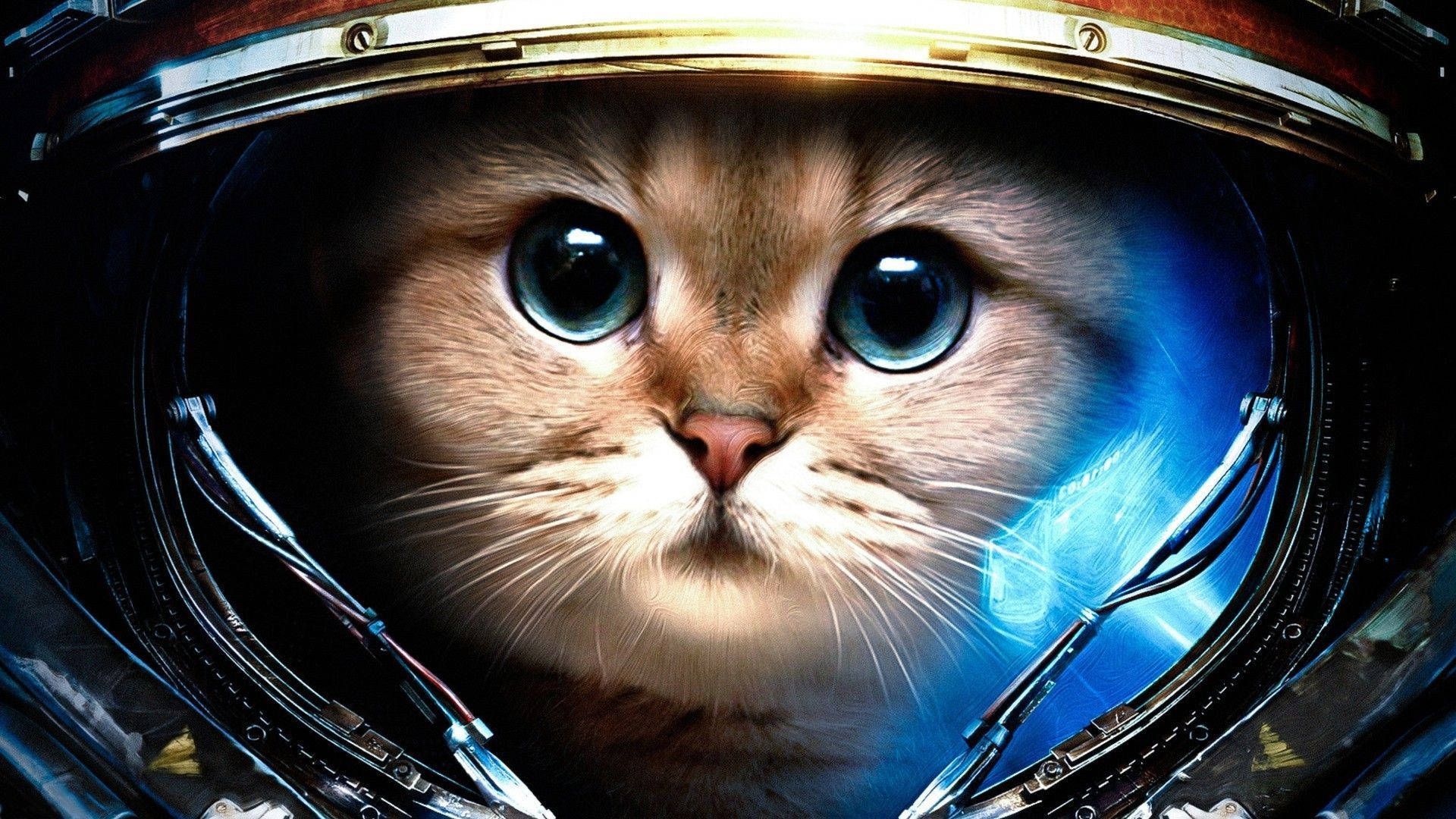 Gato estético con casco Fondos de pantalla
