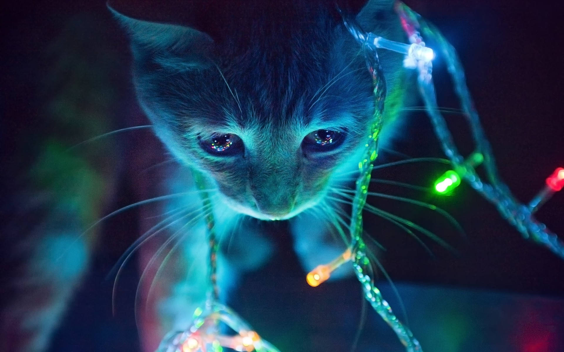 Gato Estético con Luces Fondos de pantalla