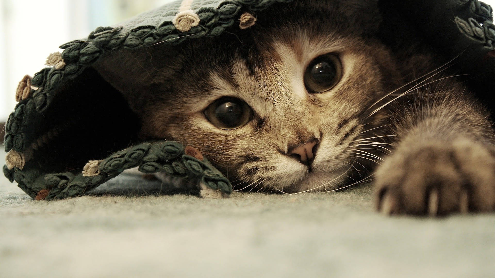 Gato estético debajo de la alfombra Fondos de pantalla