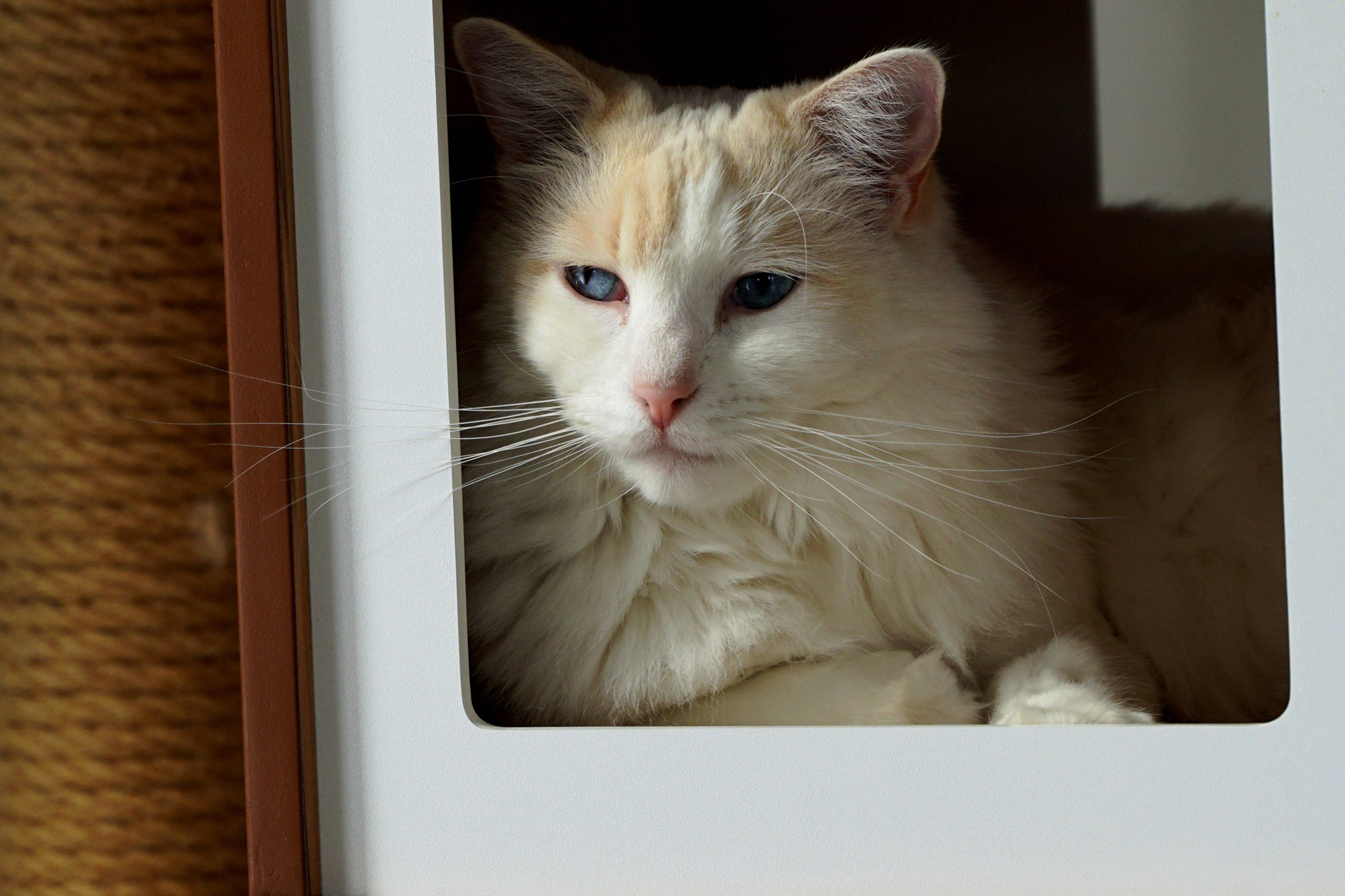 Gato estético de ojos azules Fondos de pantalla